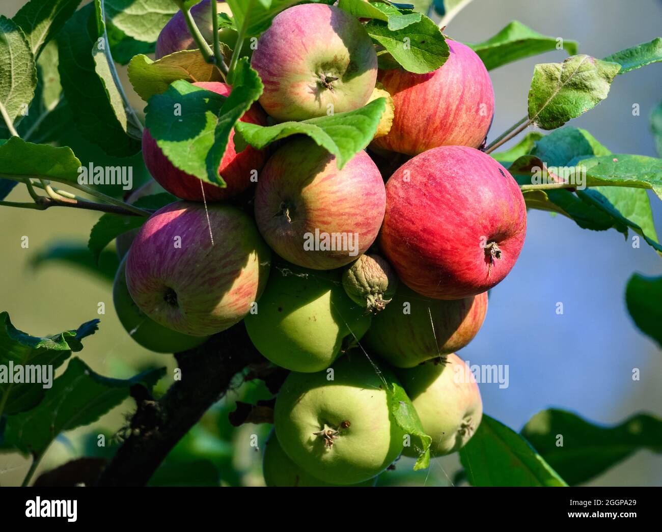 A cluster of red and green apples hanging from branch. Florence, Oregon, USA. Stock Photo