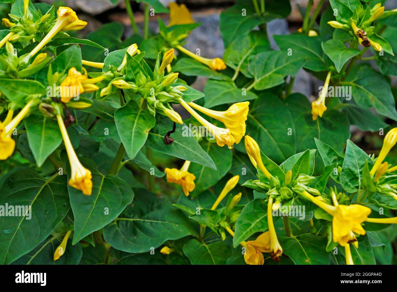 Marvel of Peru, Four o'clock flowers (Mirabilis jalapa) Stock Photo