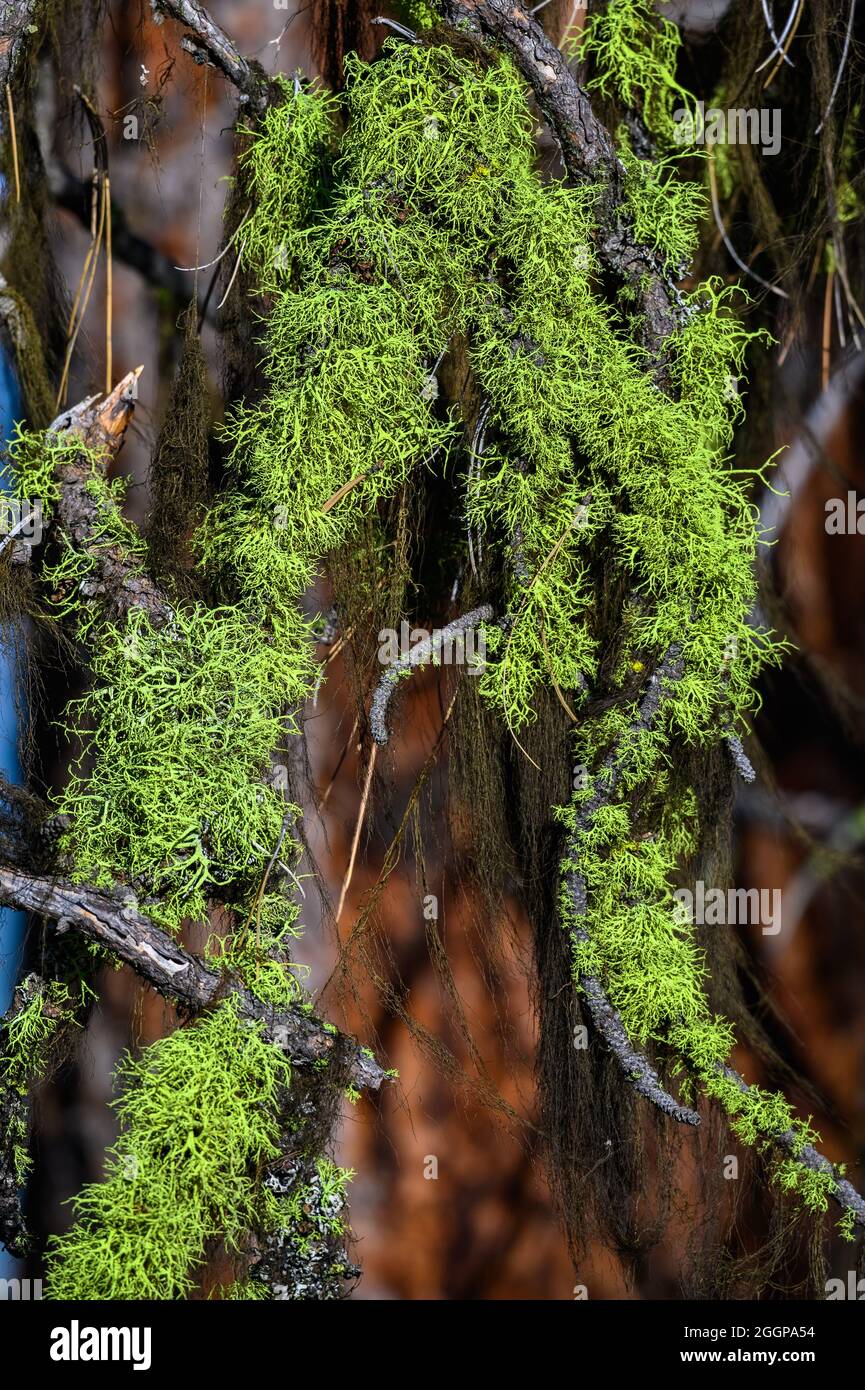 Green Wolf Lichen (Letharia vulpina) covers a tree trunk. Oregon, USA. Stock Photo
