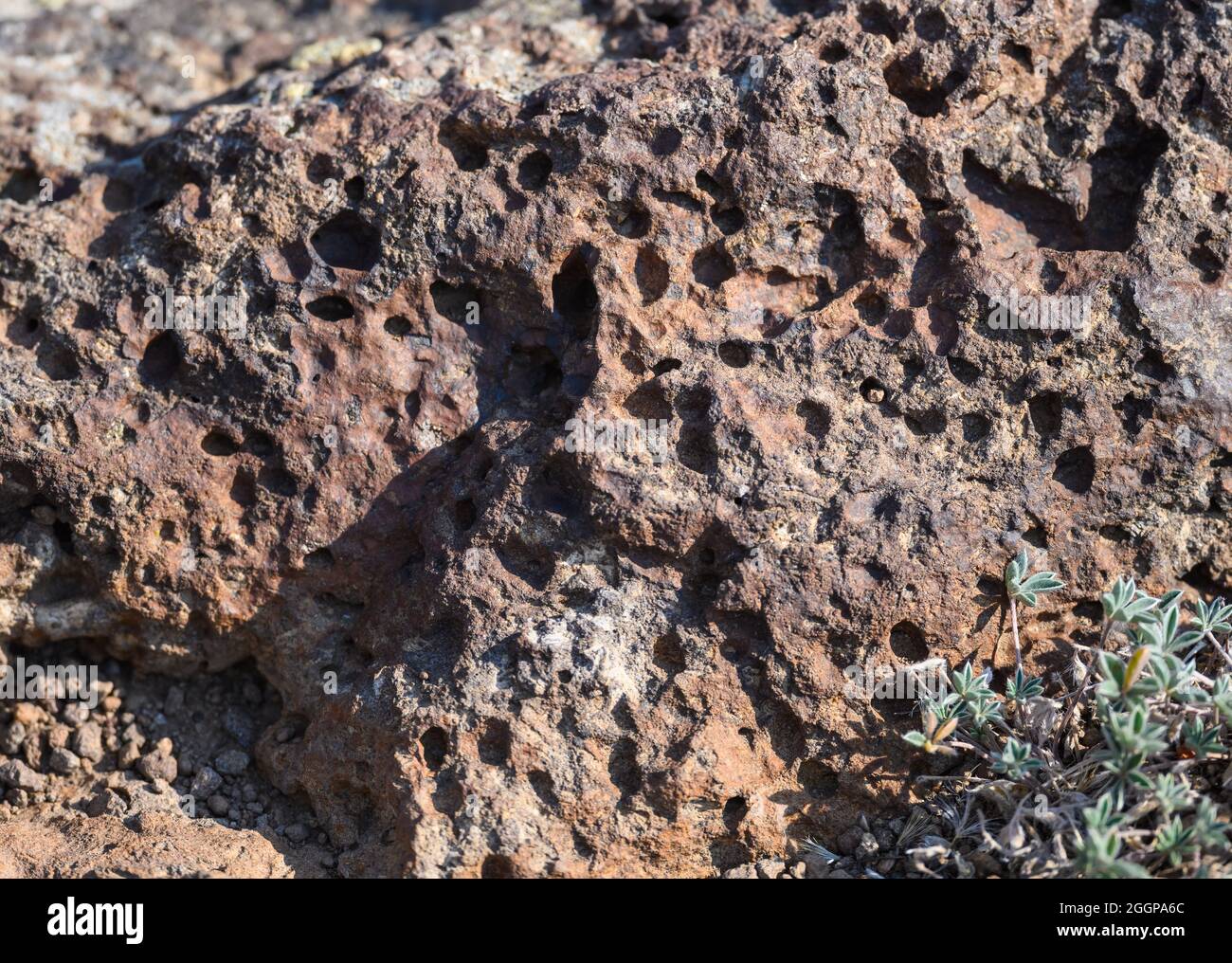 Vescular texture of volcanic rocks. Oregon, USA. Stock Photo