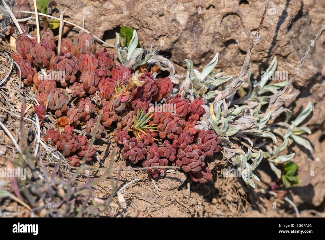 Succulent slenderleaf iceplant (Mesembryanthemum nodiflorum) in bright red color. Oregon, USA. Stock Photo