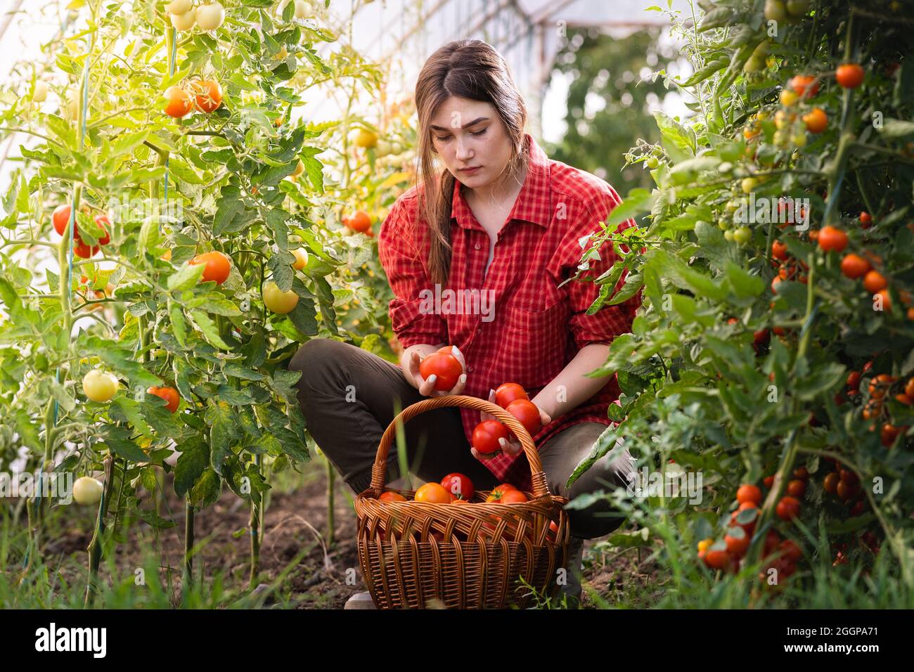 Young woman in a greenhouse picking some red tomatoes Stock Photo - Alamy
