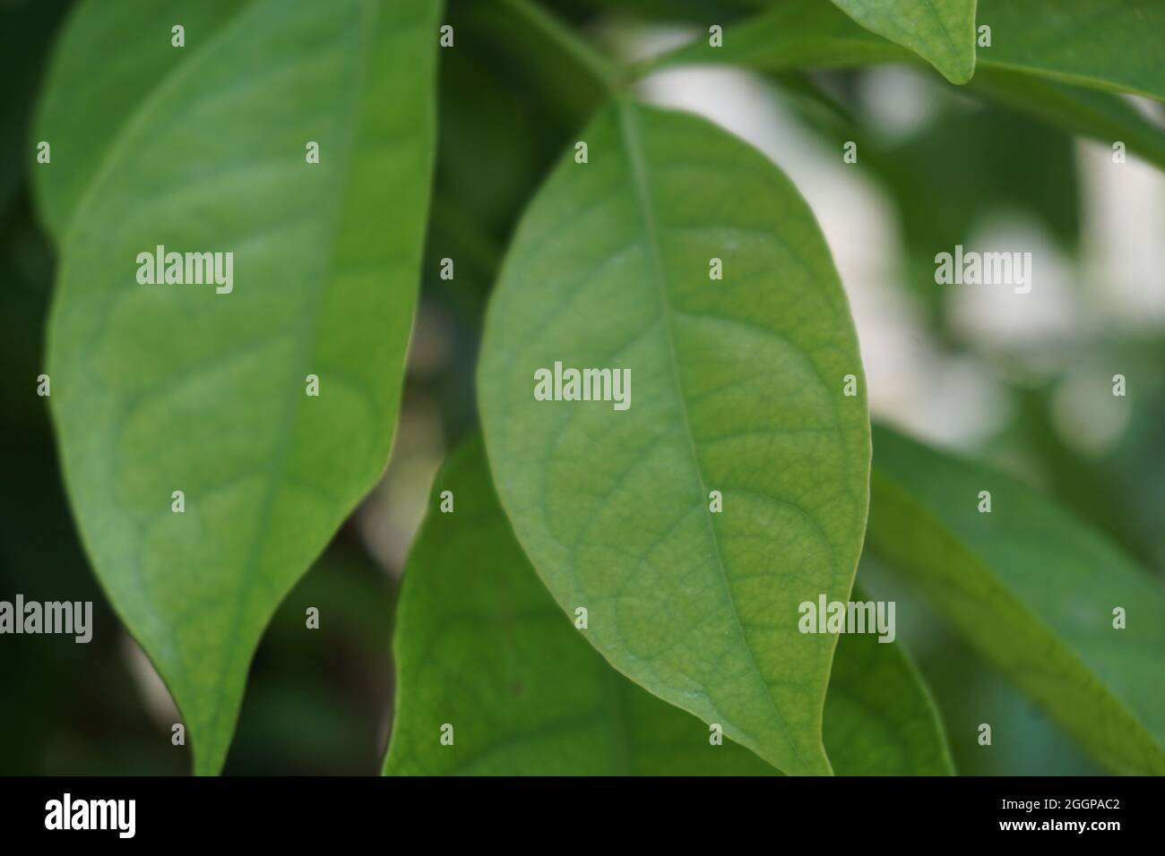 Green Bay leaf leaves hanging on the tree. Bay leaf is one of herbs and use for cooking. Indonesian call it daun salam Stock Photo