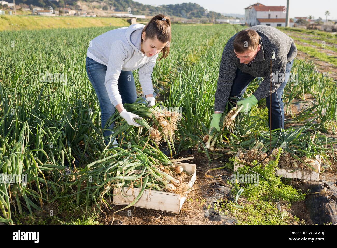 Farmers harvesting onion hi-res stock photography and images - Alamy