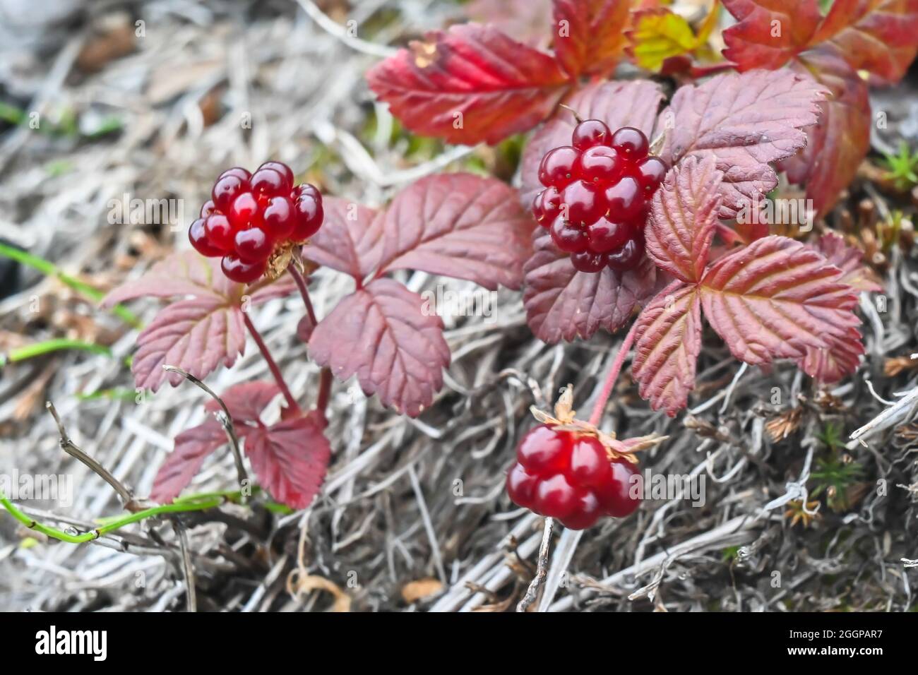 Rubus arcticus or arctic raspberries. Ripe berries in the tundra of the Taimyr Peninsula. Stock Photo