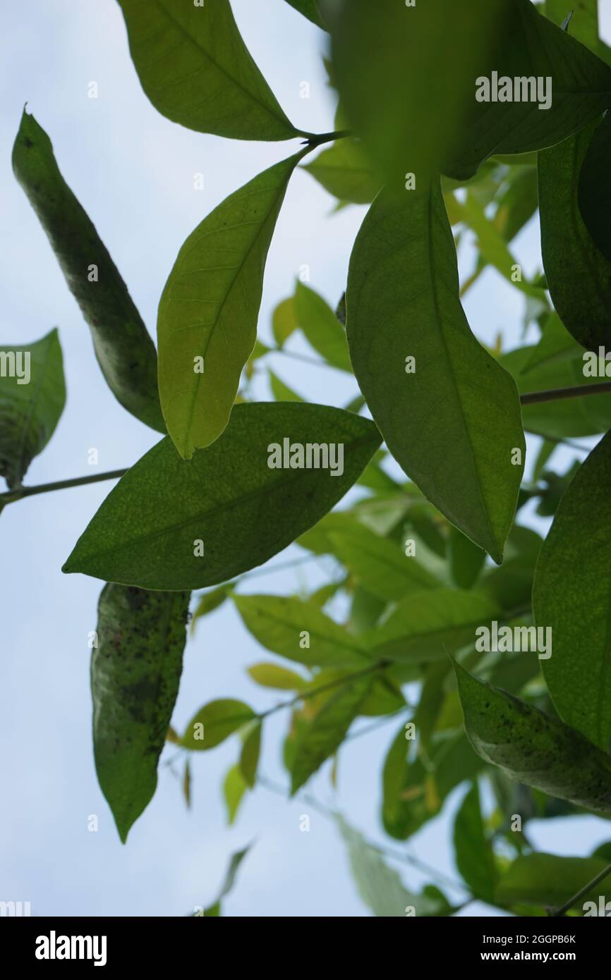 Green Bay leaf leaves hanging on the tree. Bay leaf is one of herbs and