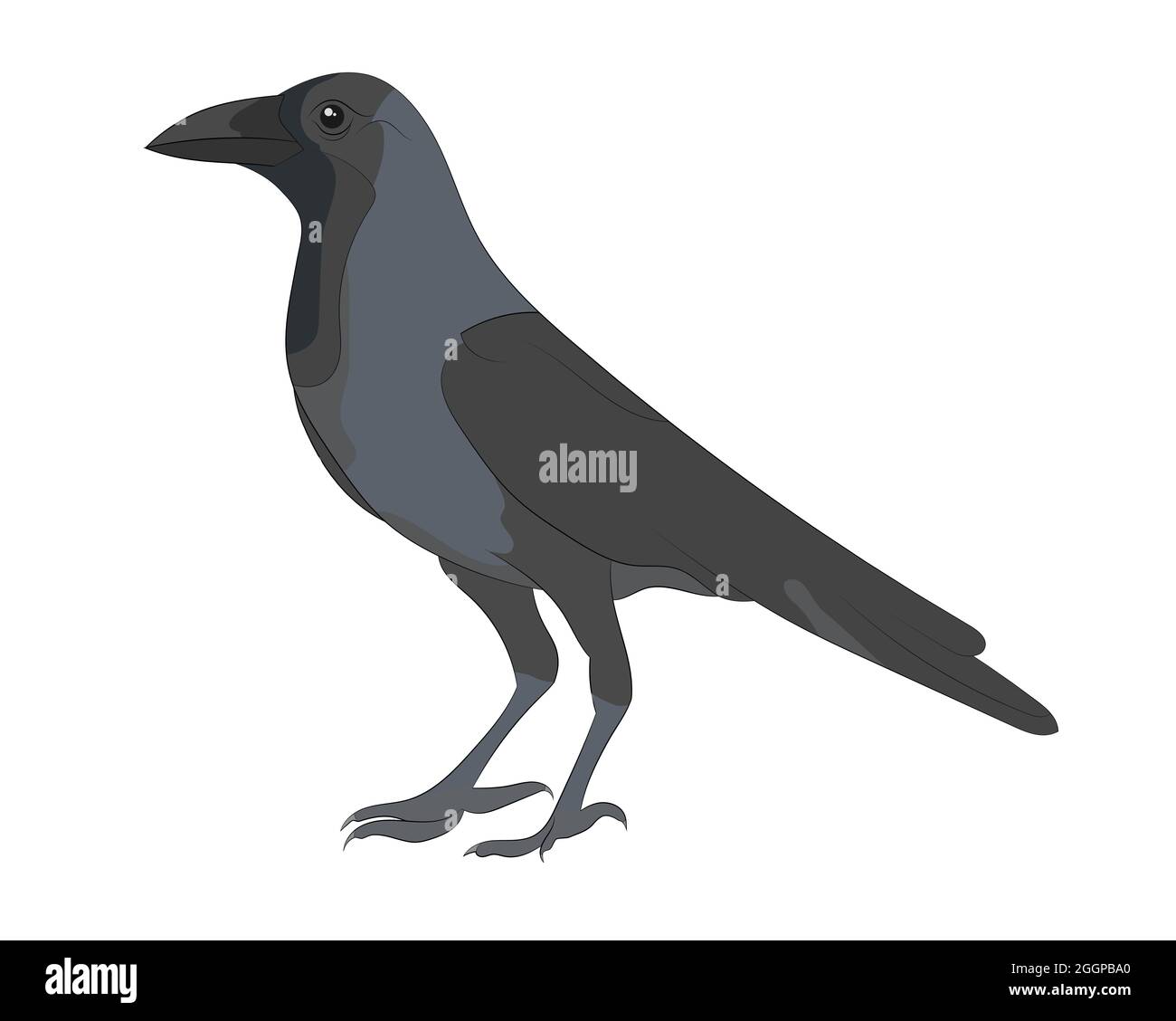 Vector illustration of Crow on white background Stock Photo - Alamy
