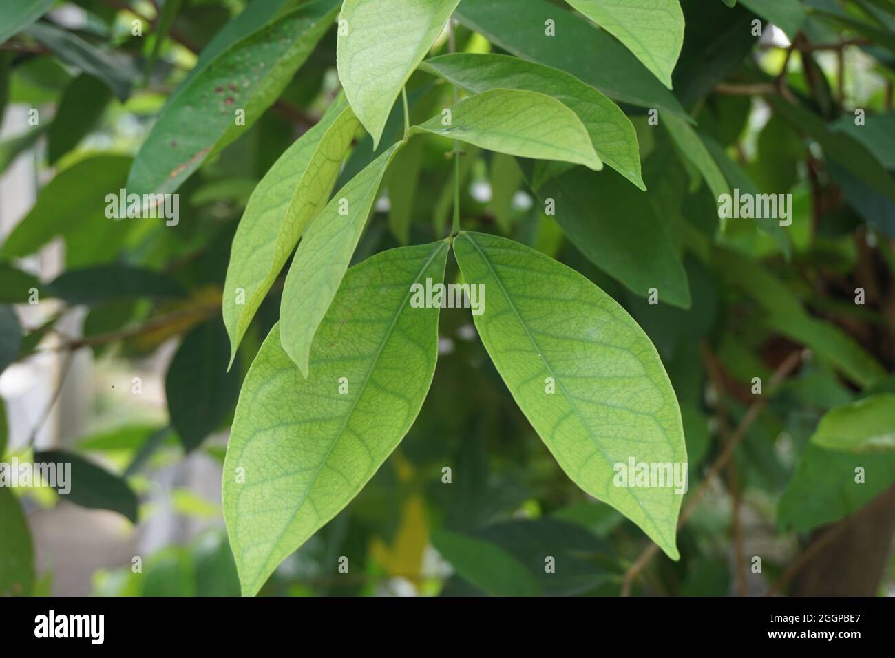 Green Bay leaf leaves hanging on the tree. Bay leaf is one of herbs and use for cooking. Indonesian call it daun salam Stock Photo