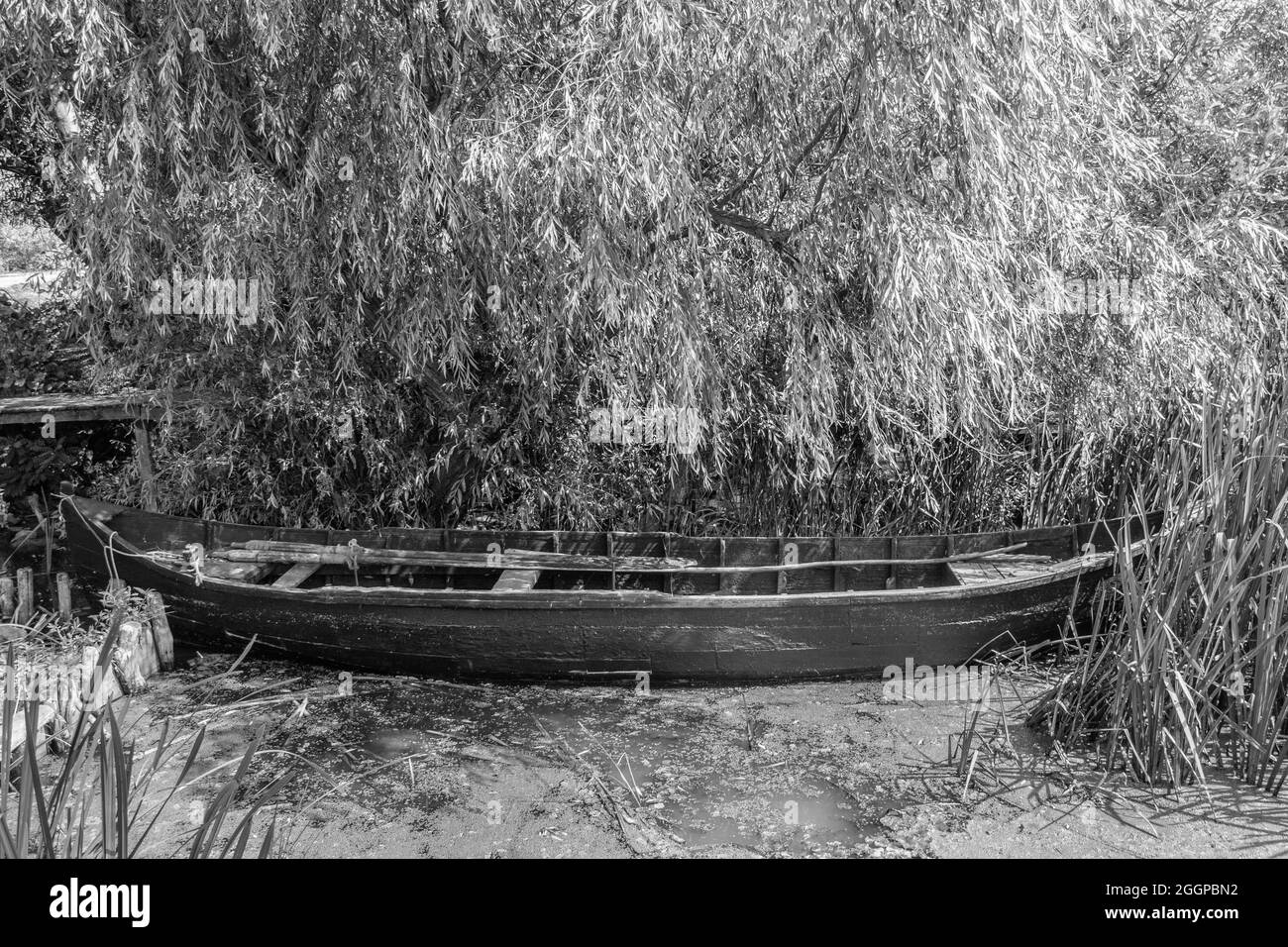 Grayscale closeup of an old wooden boat under the tree Stock Photo - Alamy