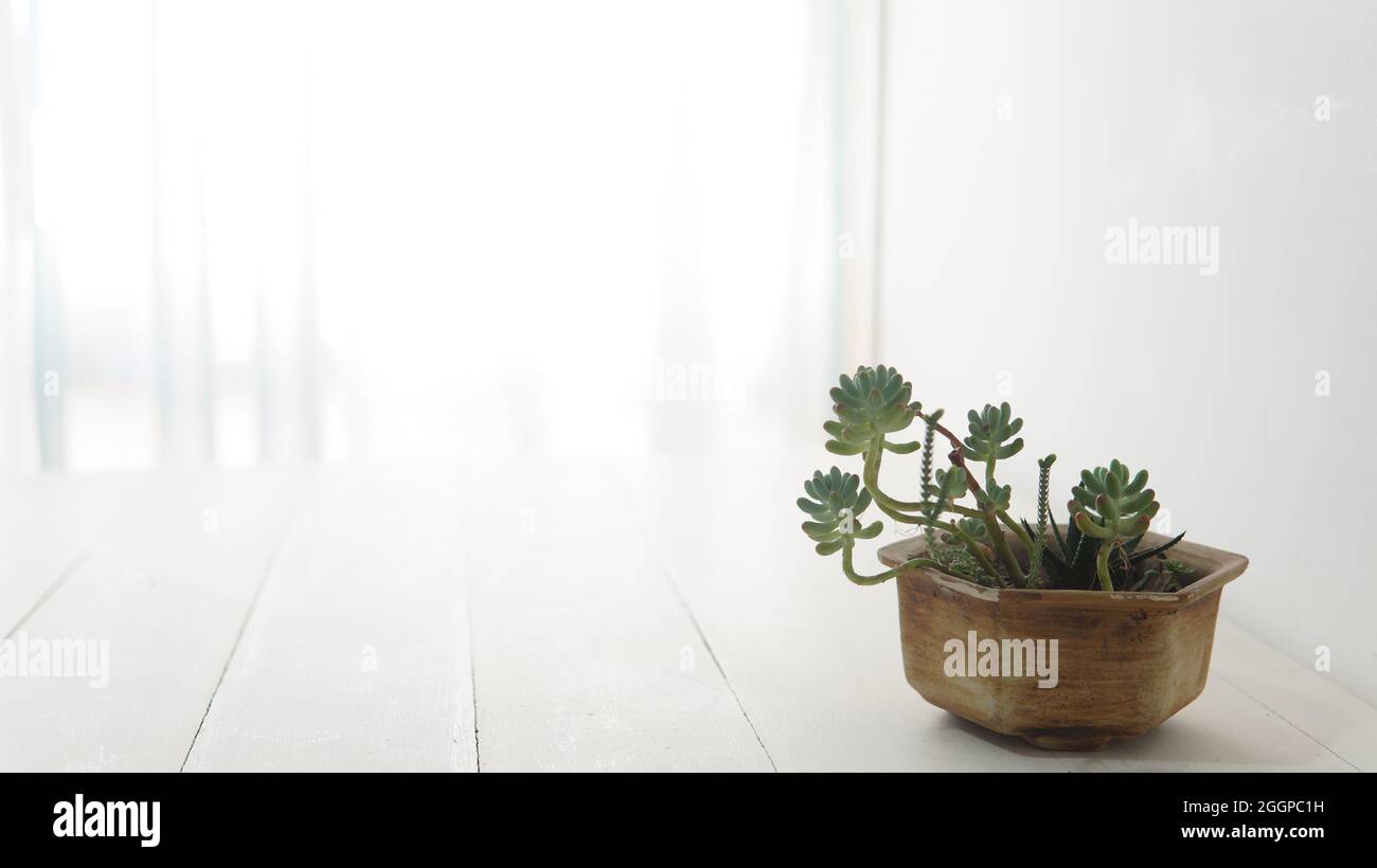 Close view of a small green succulent plant in a pot placed on top of a ...