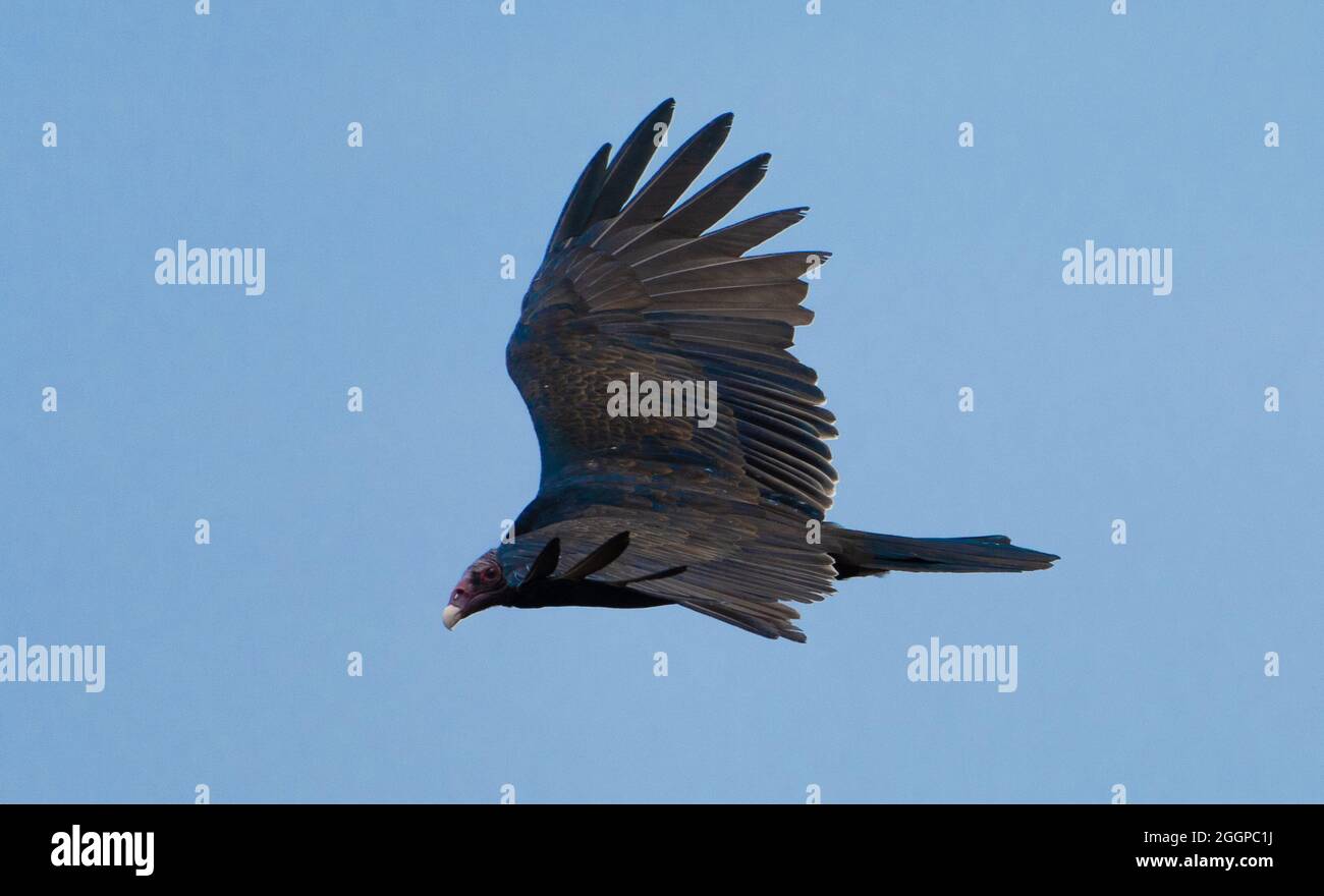 A turkey vulture (cathartes aura) flies over Woodland Hills, California, USA Stock Photo
