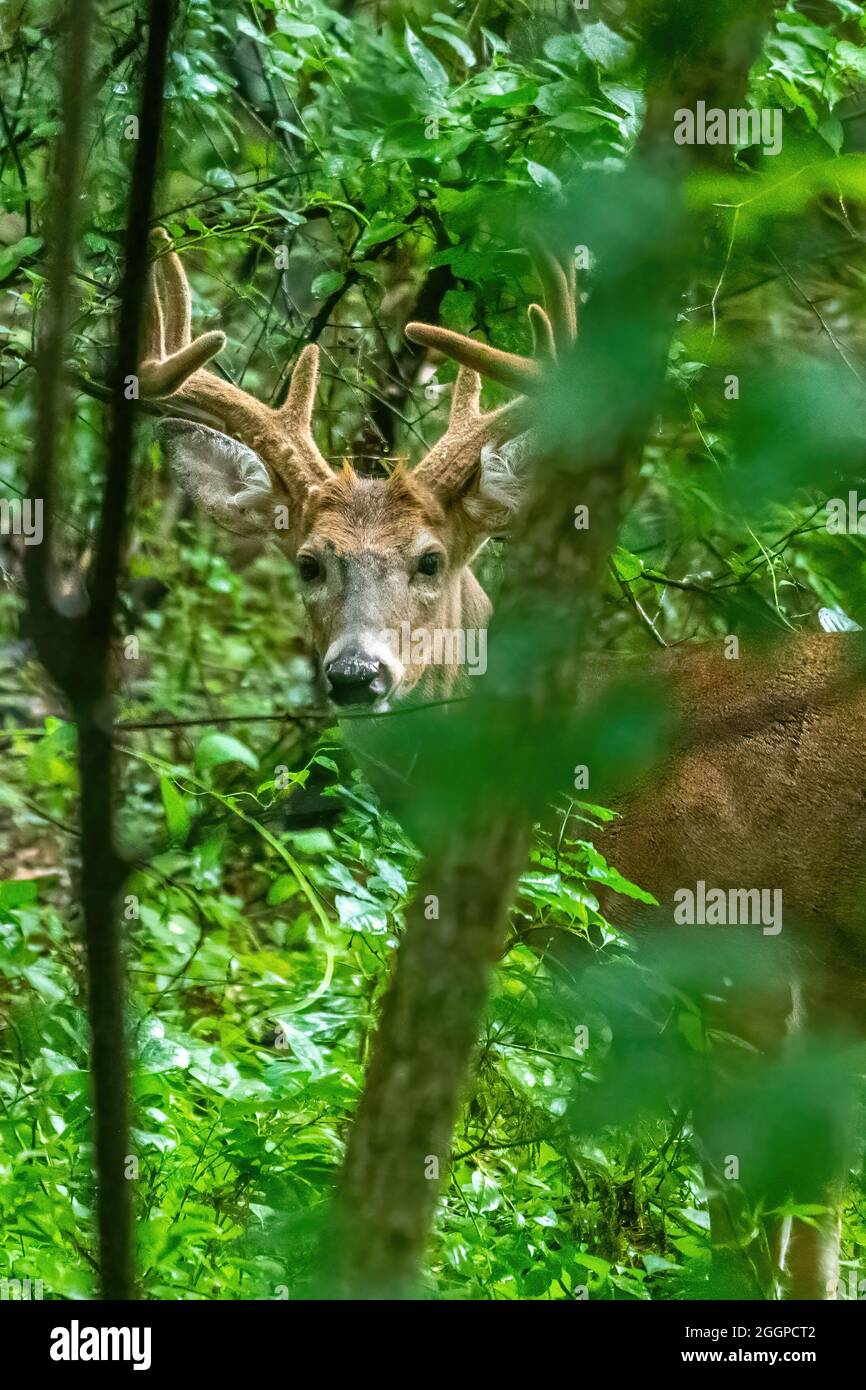 A Male White Tailed Deer (Odocoileus virginianus) Buck with large antlers peering through the forest  in Michigan, USA. Stock Photo