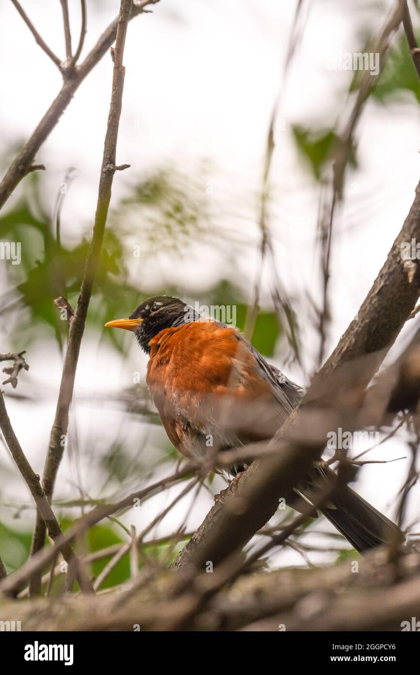 Looking up at an American Robin (Turdus migratorius) perched in a tree branch in the Spring in Michigan, USA. Stock Photo