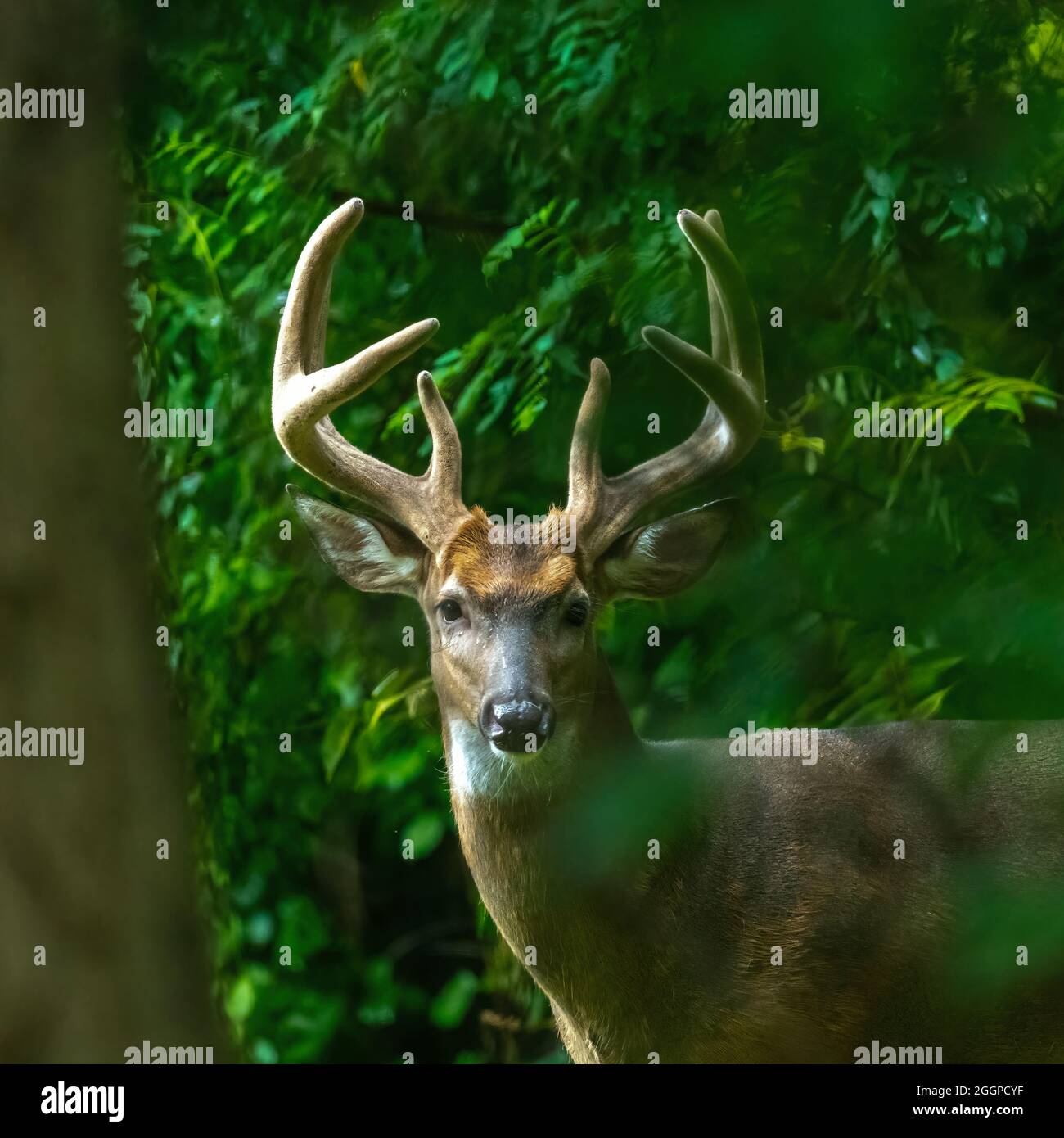 A Male White Tailed Deer (Odocoileus virginianus) Buck with large antlers peering through the forest  in Michigan, USA. Stock Photo