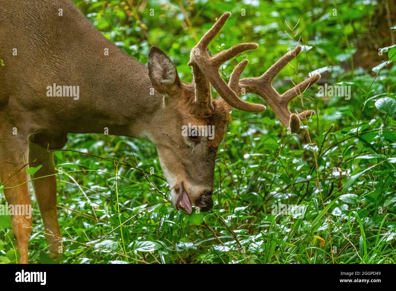 A Male White Tailed Deer (Odocoileus virginianus) Buck with large antlers eating leaves in a forest  in Michigan, USA. Stock Photo