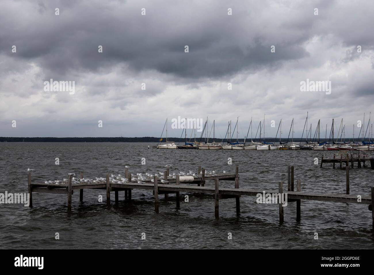 Bleack headed gulls on a pier with boats on another pier in the background Stock Photo