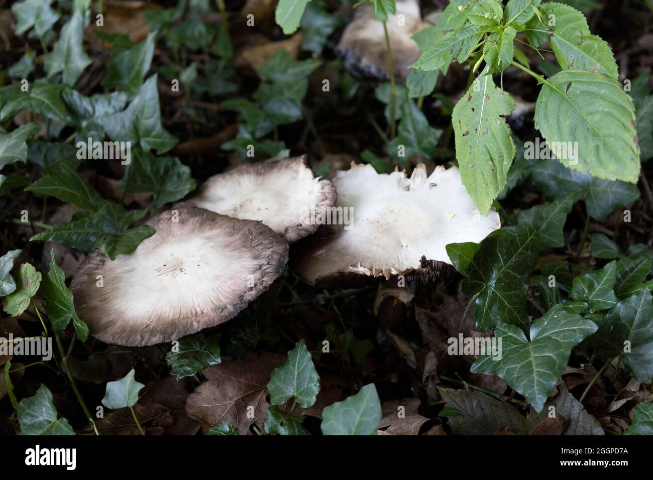 Mushrooms - fungi - Pilze Stock Photo
