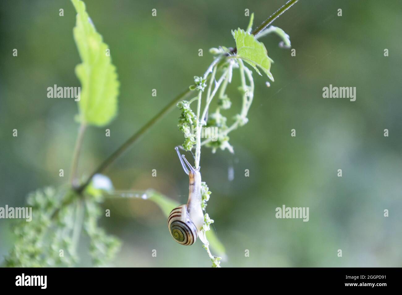 Little snail on common nettle Stock Photo