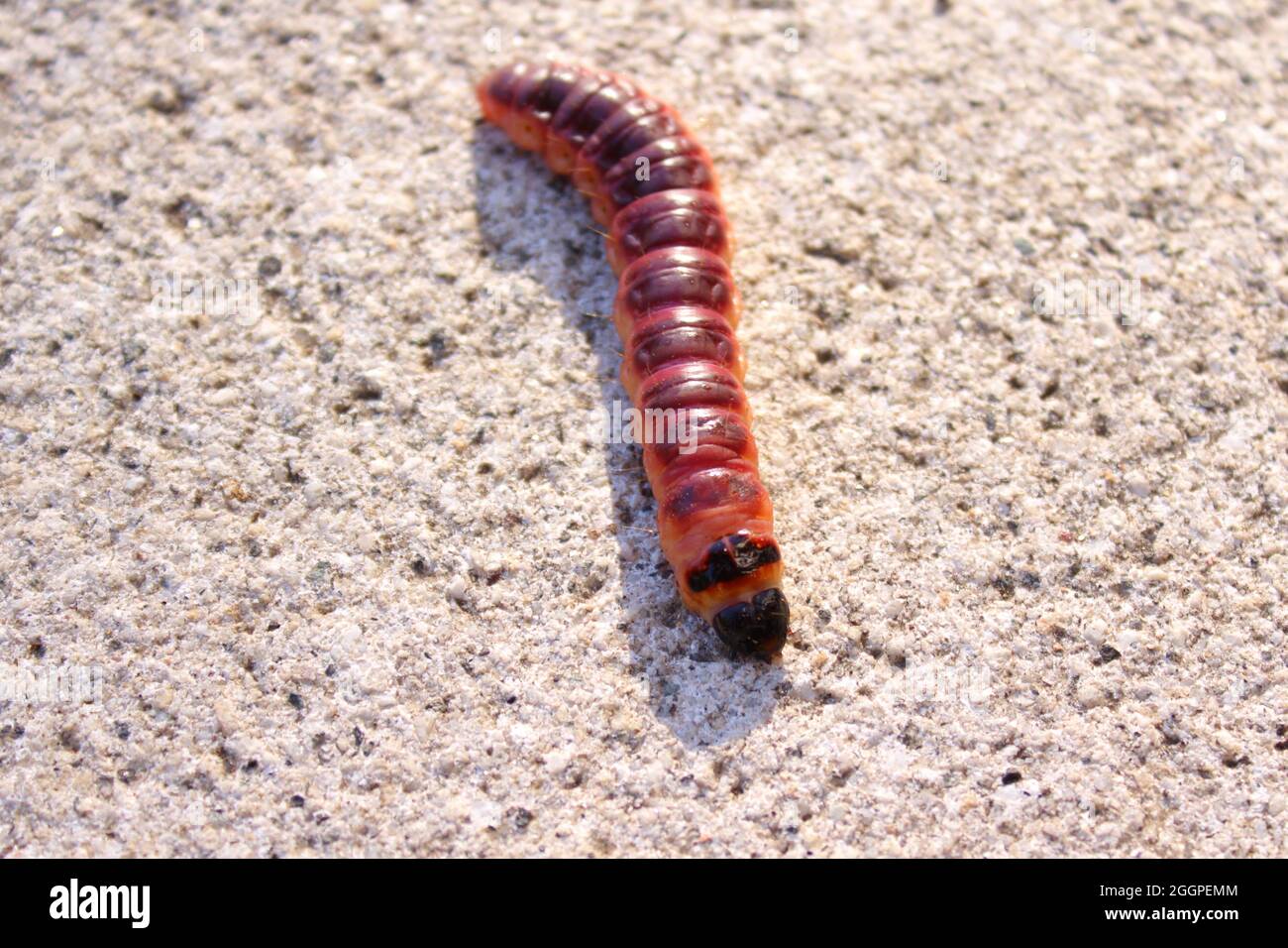 European goat moth Stock Photo - Alamy
