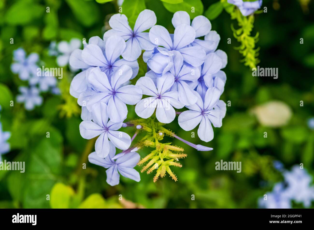 Closeup of a beautiful Cape plumbago plant with its characteristic flowers. Note the incredible purple color of the petals. Stock Photo