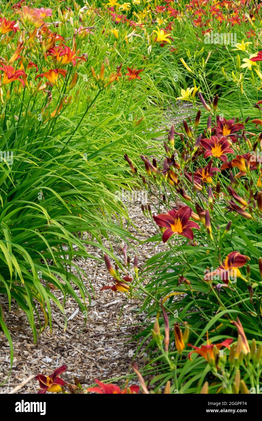 Garden of daylilies Hemerocallis path between plants, Daylily garden border edging flowers Stock Photo