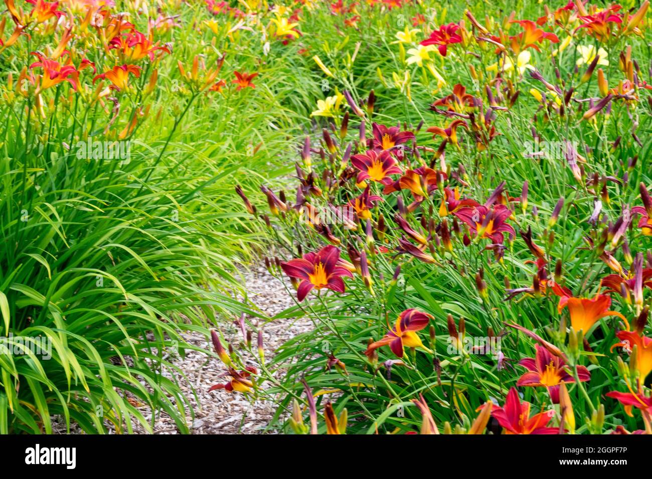 Hemerocallis, Garden of daylilies combination Stock Photo