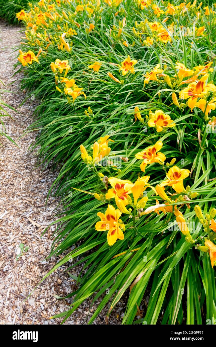 Garden of daylilies Yellow Hemerocallis border Daylilies garden flowers mulch Stock Photo