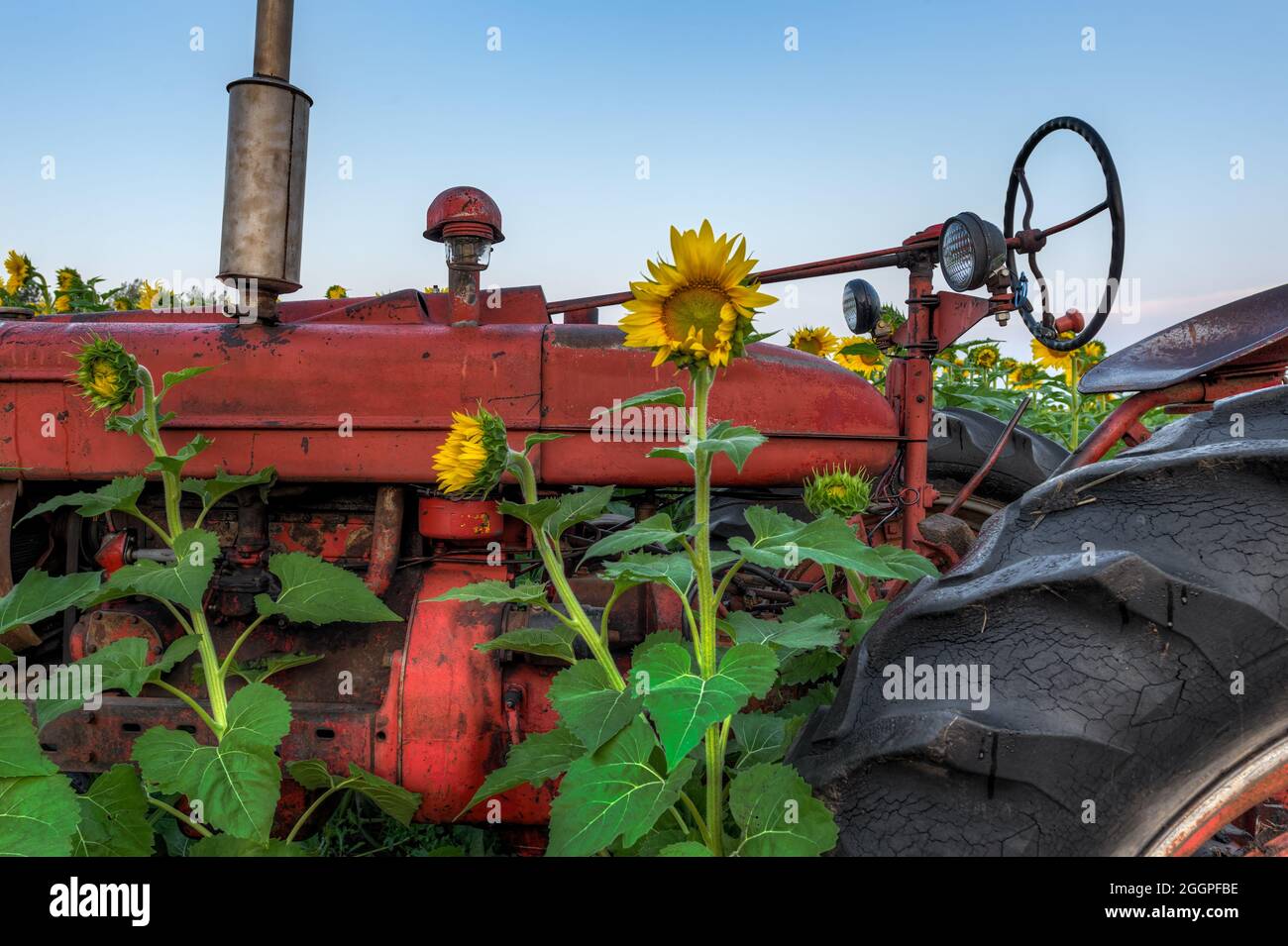 Sunflowers Surround Old Tractor in Field - summer Stock Photo - Alamy