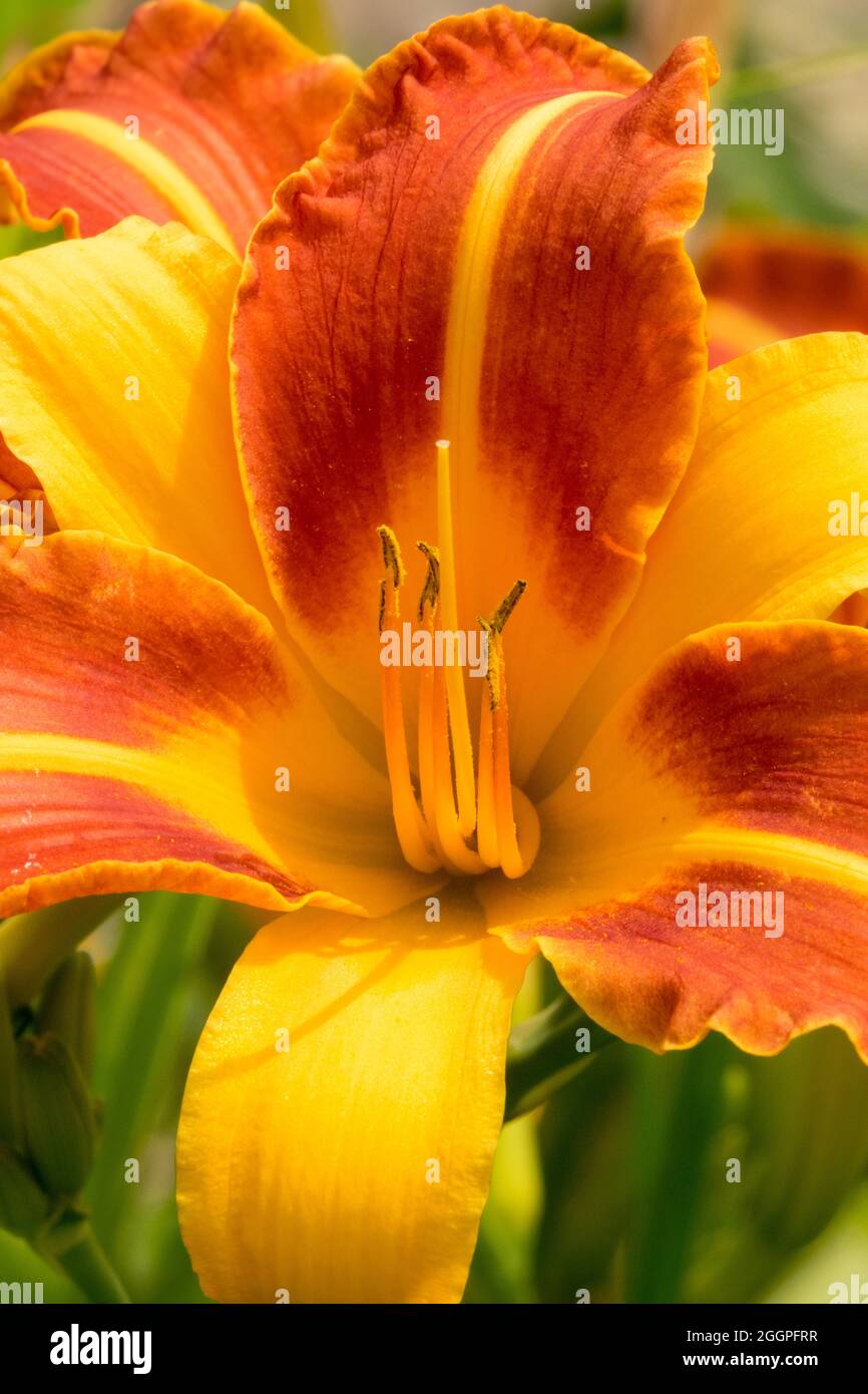 Orange Hemerocallis 'Eenie Allegro'  Daylily flower Stock Photo