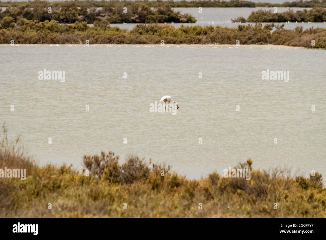 A beautiful specimen of flamingo while it feeds in a pond, Sardinia, Italy. Stock Photo