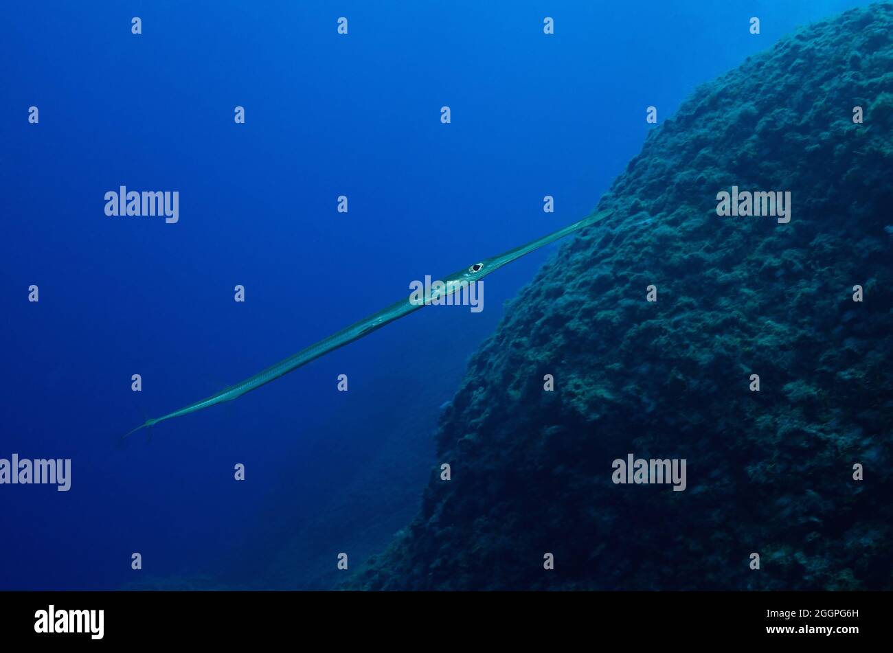 Mediterranean bluespotted hires stock photography and