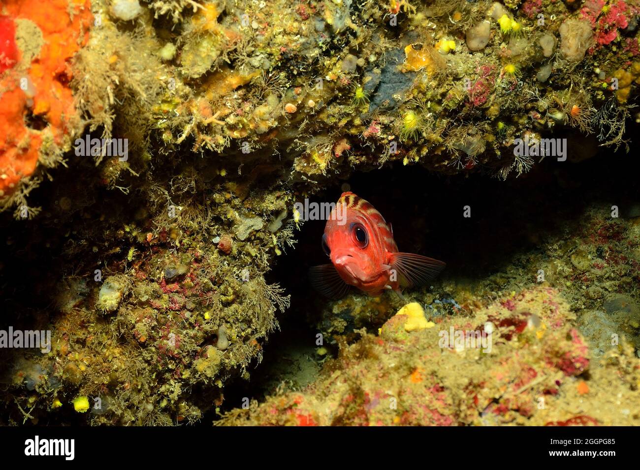 Sargocentron rubrum, Gestreifter Soldatenfisch, redcoat, Squirrelfish, Rhodos, Greece, Mediterranean Sea, Griechenland, Mittelmeer Stock Photo