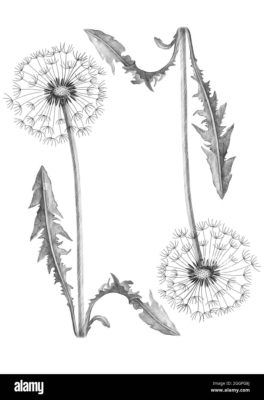 Dandelions on a white background. Pencil drawing illustration Stock