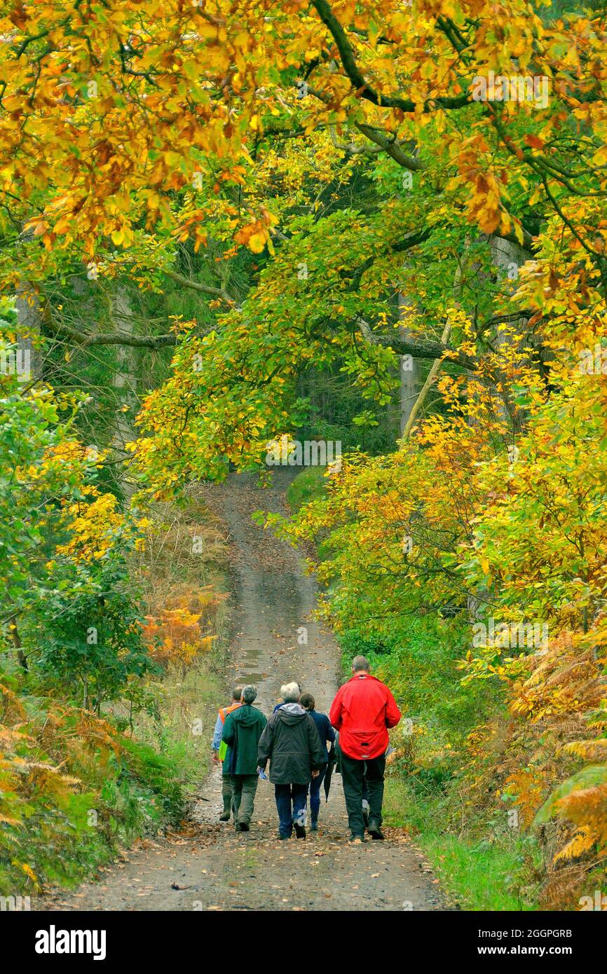 Rear View Of Adult Walking Group On A Forest Track Stock Photo