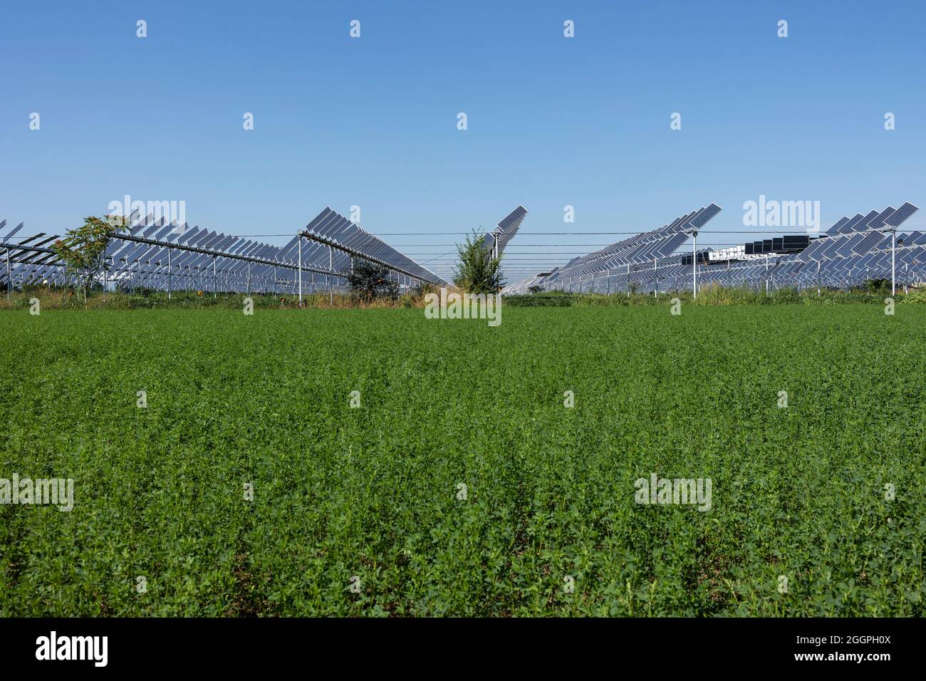 Agrivoltaics or agrophotovoltaics is co-developing the same area of land for both solar photovoltaic power as well as for agriculture. Stock Photo