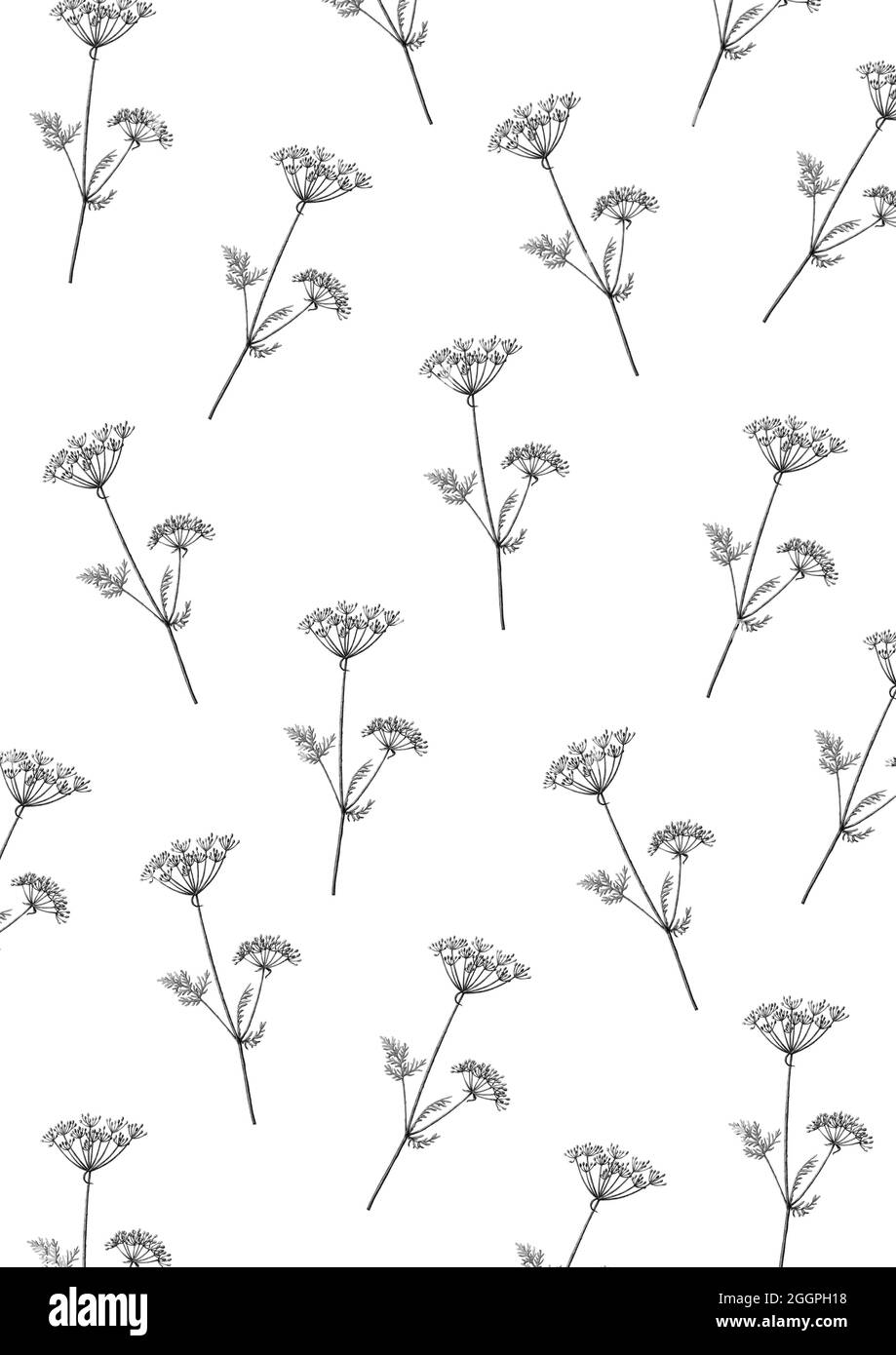 Hand drawn hogweed in pencil Stock Photo