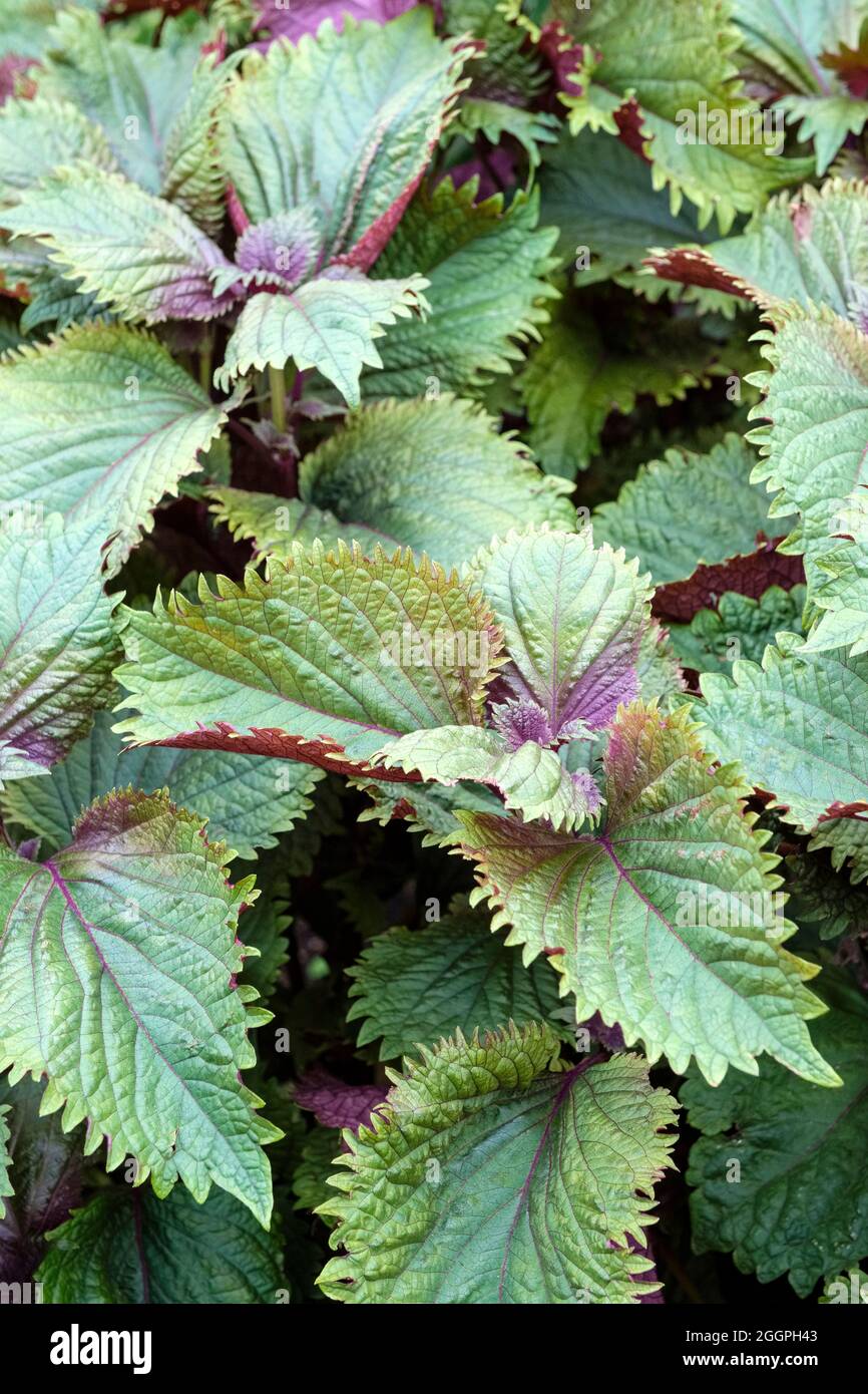 perilla shiso britton, Perilla Shiso, bi-coloured leaves used  as avegetable, Japanese herb Stock Photo