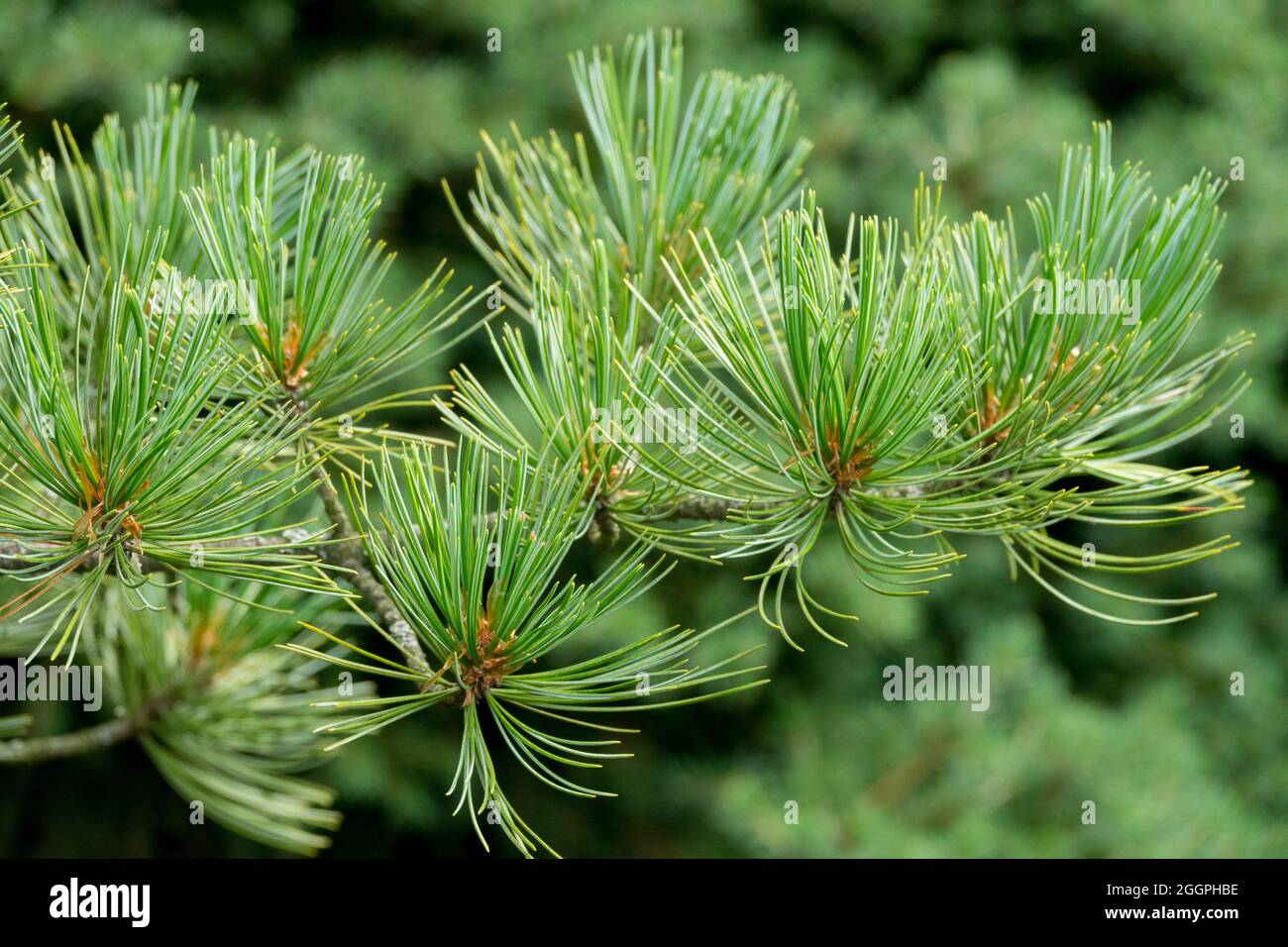 Pinus cembra Pine needles Pinus foliage Stock Photo