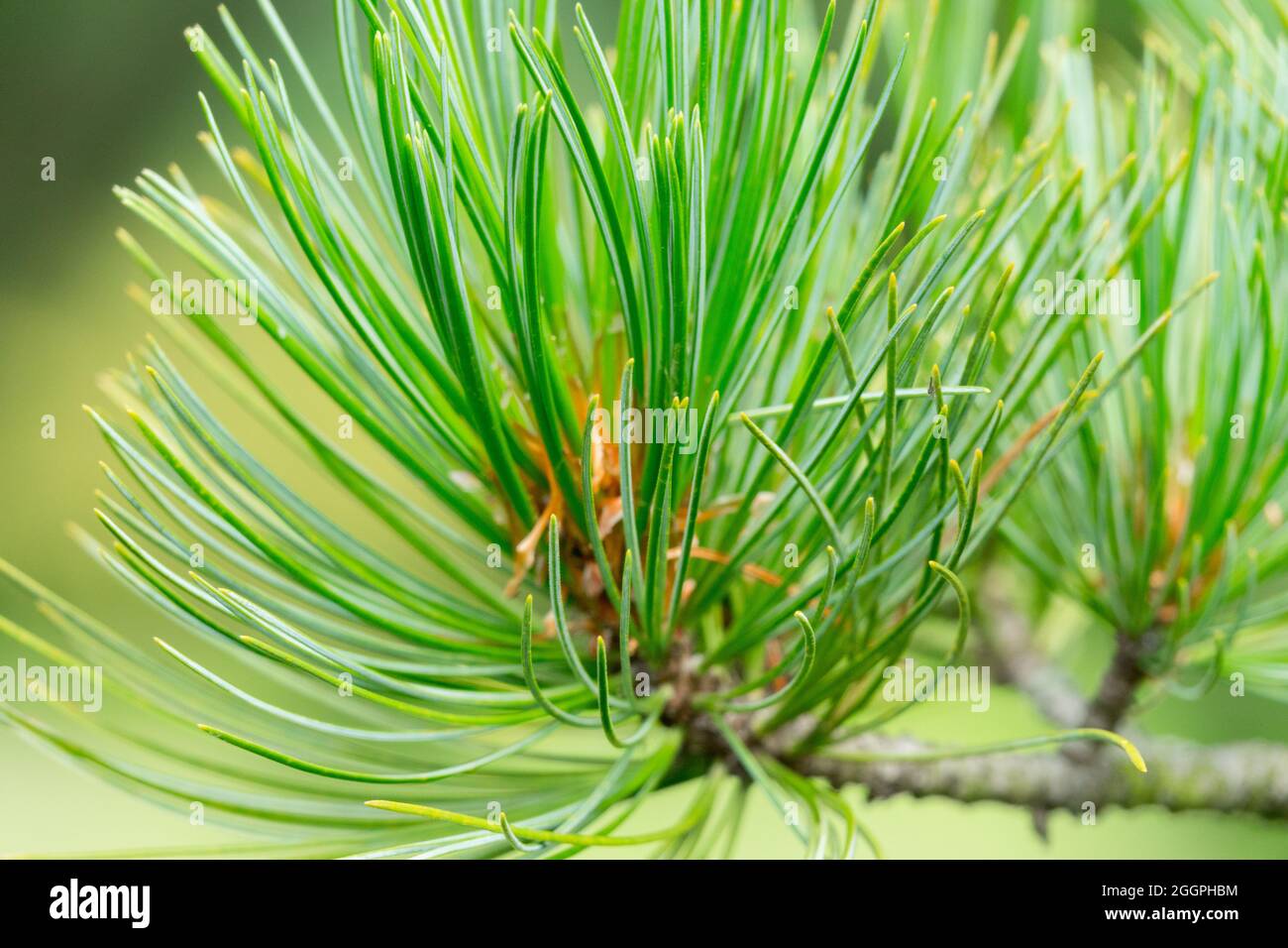 Pinus cembra Swiss Pine Pinus needles Stock Photo