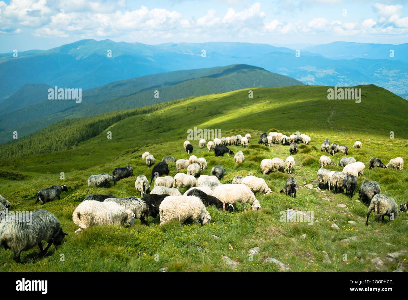 A flock of sheep pasturing and walking in the mountains Stock Photo - Alamy