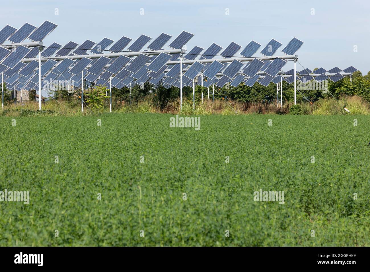 Agrivoltaics or agrophotovoltaics is co-developing the same area of land for both solar photovoltaic power as well as for agriculture. Stock Photo