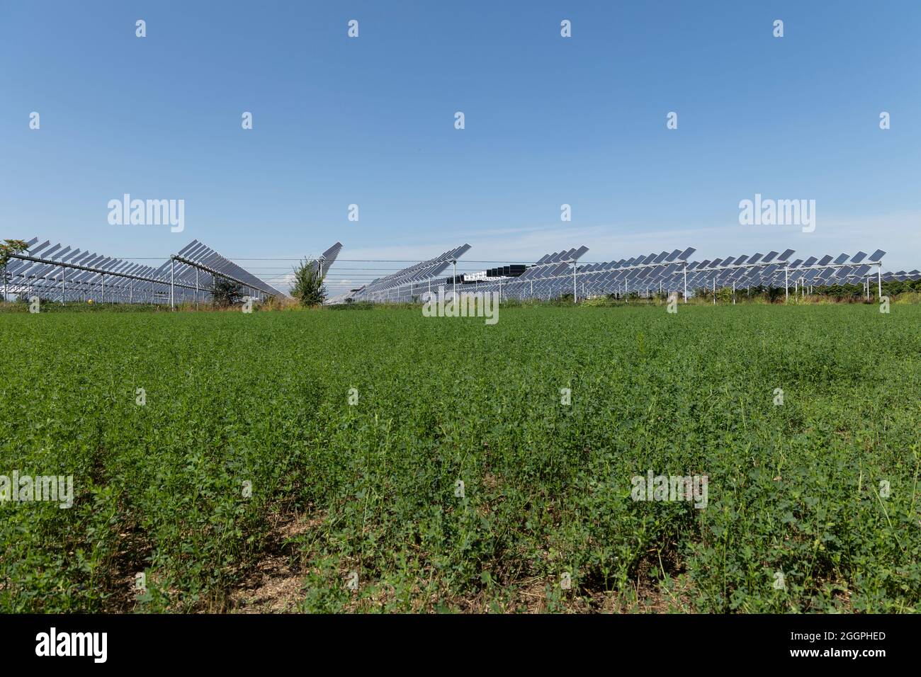 Agrivoltaics or agrophotovoltaics is co-developing the same area of land for both solar photovoltaic power as well as for agriculture. Stock Photo