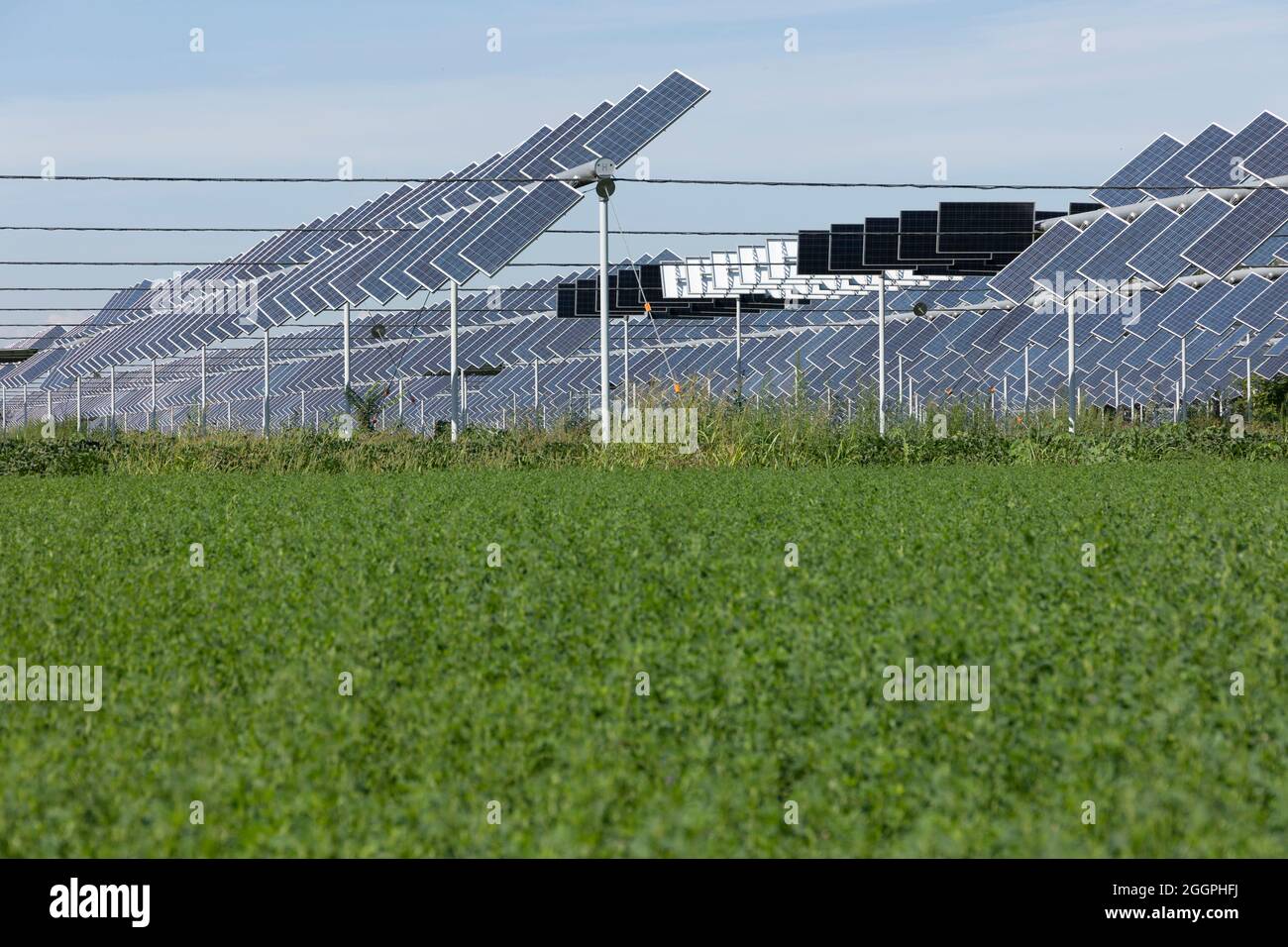 Agrivoltaics or agrophotovoltaics is co-developing the same area of land for both solar photovoltaic power as well as for agriculture. Stock Photo