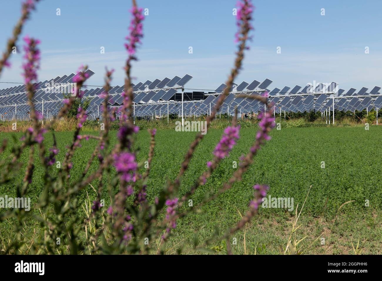 Agrivoltaics or agrophotovoltaics is co-developing the same area of land for both solar photovoltaic power as well as for agriculture. Stock Photo