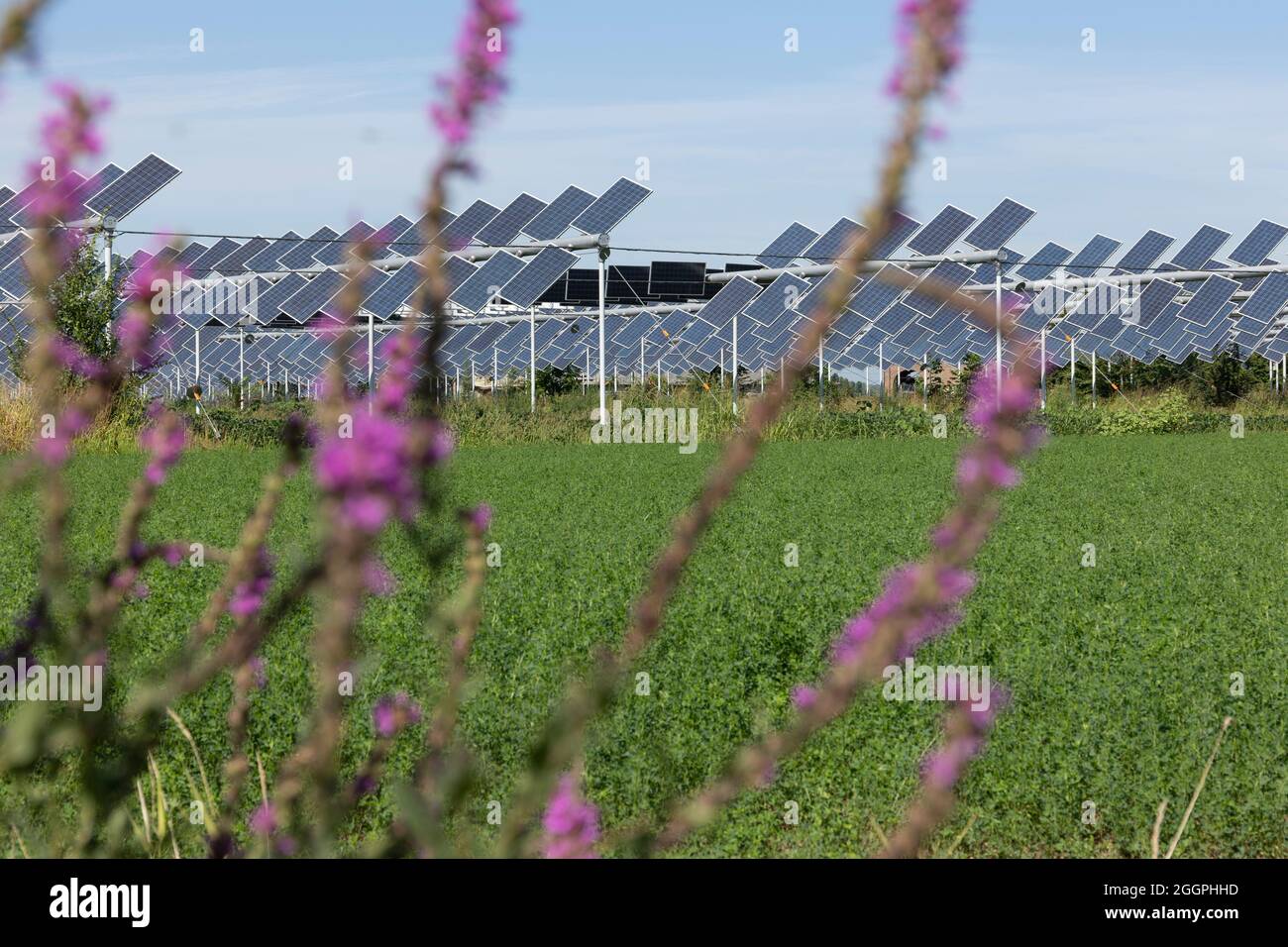 Agrivoltaics or agrophotovoltaics is co-developing the same area of land for both solar photovoltaic power as well as for agriculture. Stock Photo