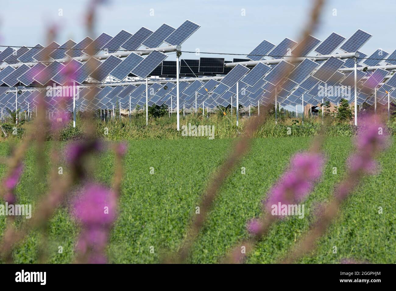 Agrivoltaics or agrophotovoltaics is co-developing the same area of land for both solar photovoltaic power as well as for agriculture. Stock Photo