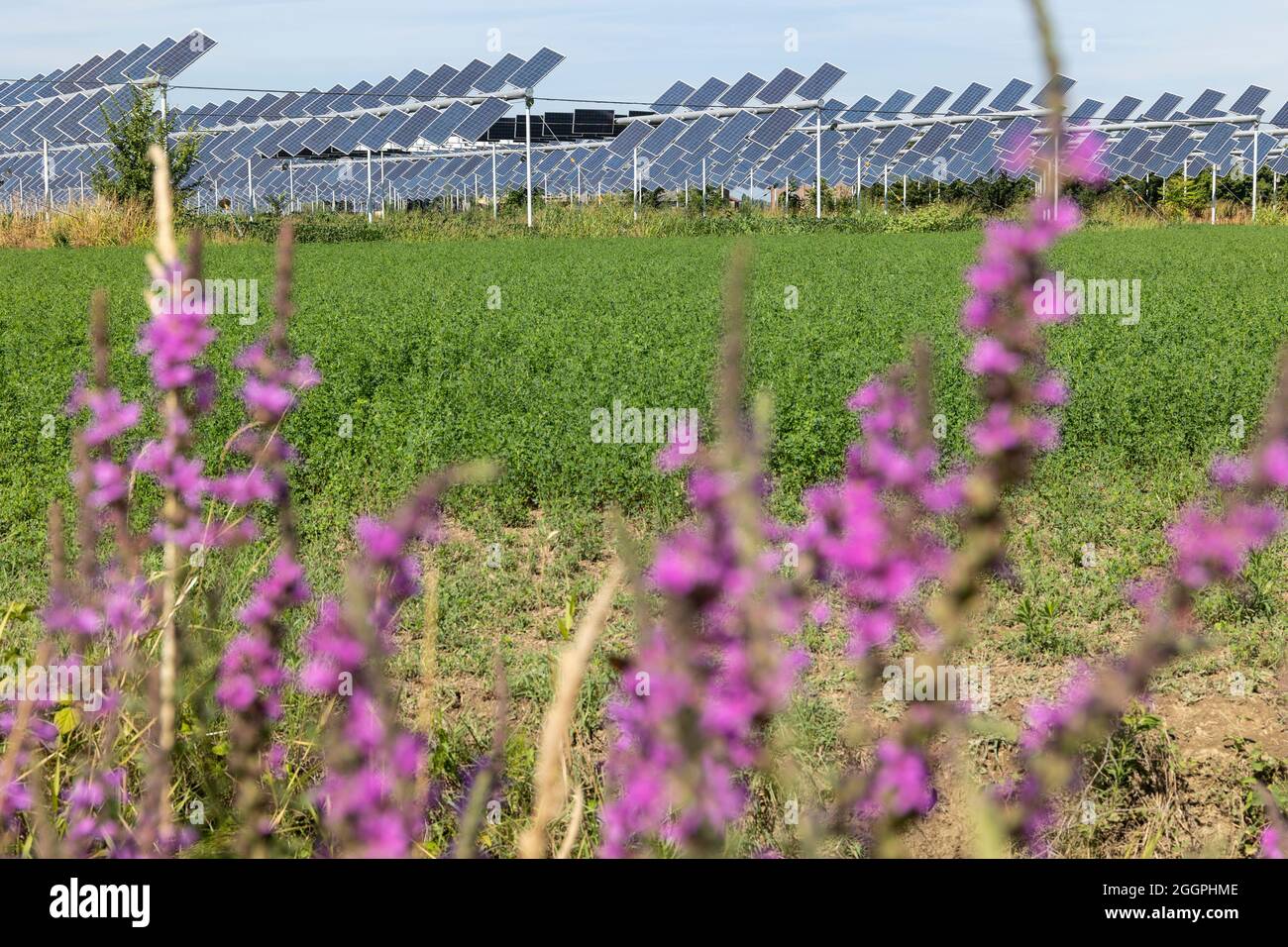 Agrivoltaics or agrophotovoltaics is co-developing the same area of land for both solar photovoltaic power as well as for agriculture. Stock Photo