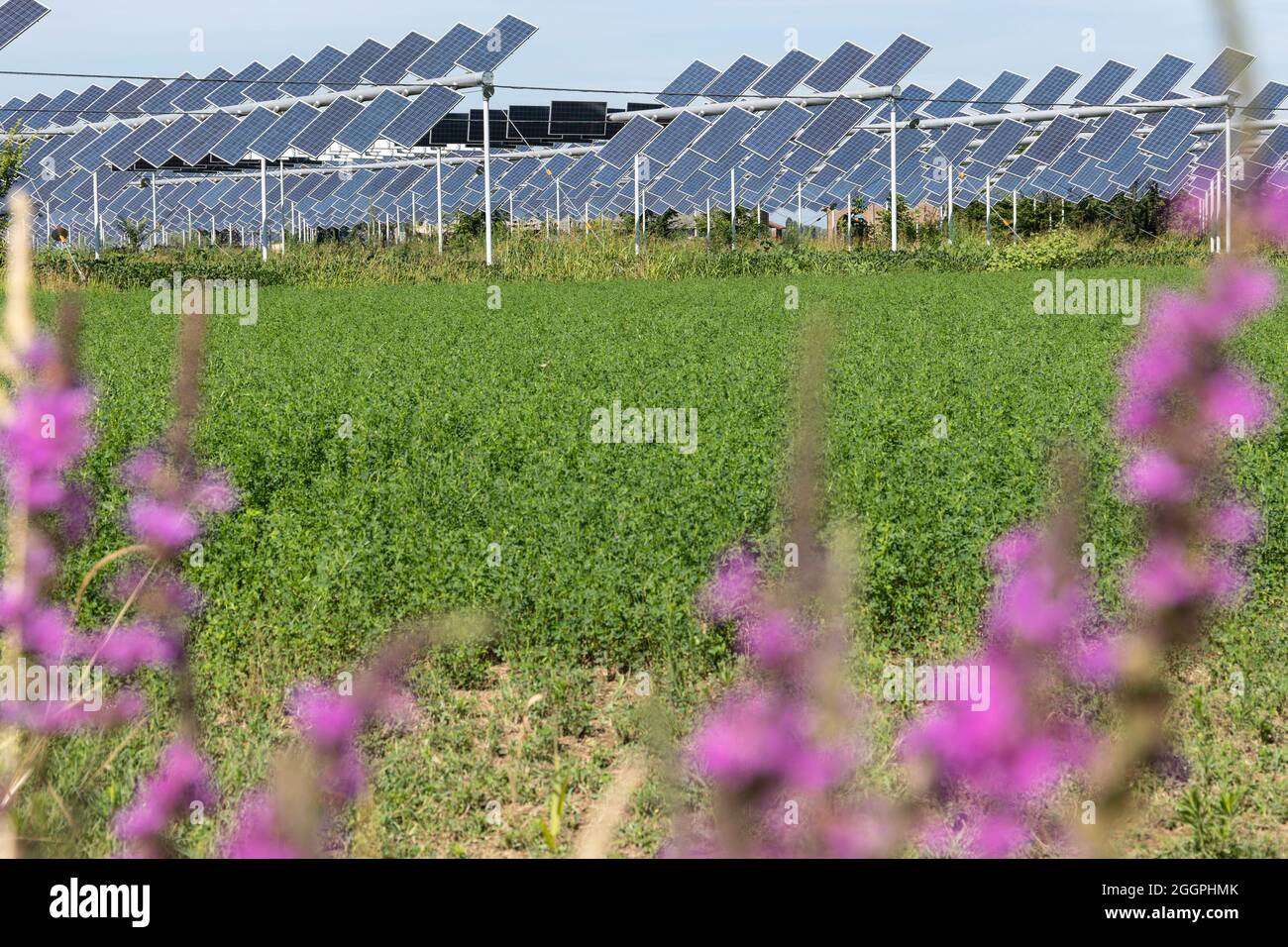 Agrivoltaics or agrophotovoltaics is co-developing the same area of land for both solar photovoltaic power as well as for agriculture. Stock Photo