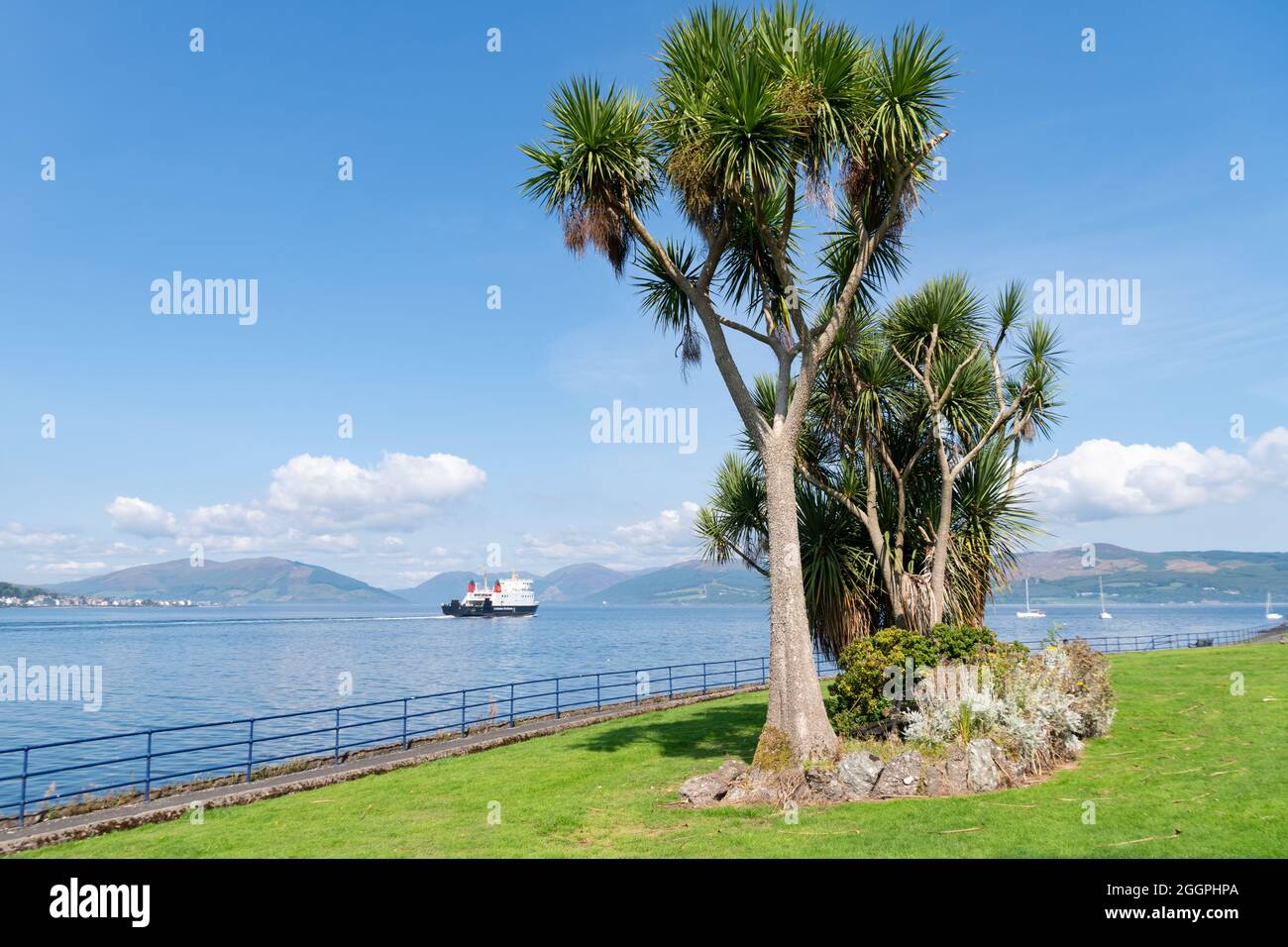 Isle of Bute - cabbage palm trees and calmac passenger ferry - Rothesay, Isle of Bute, Argyll and Bute, Scotland, UK Stock Photo