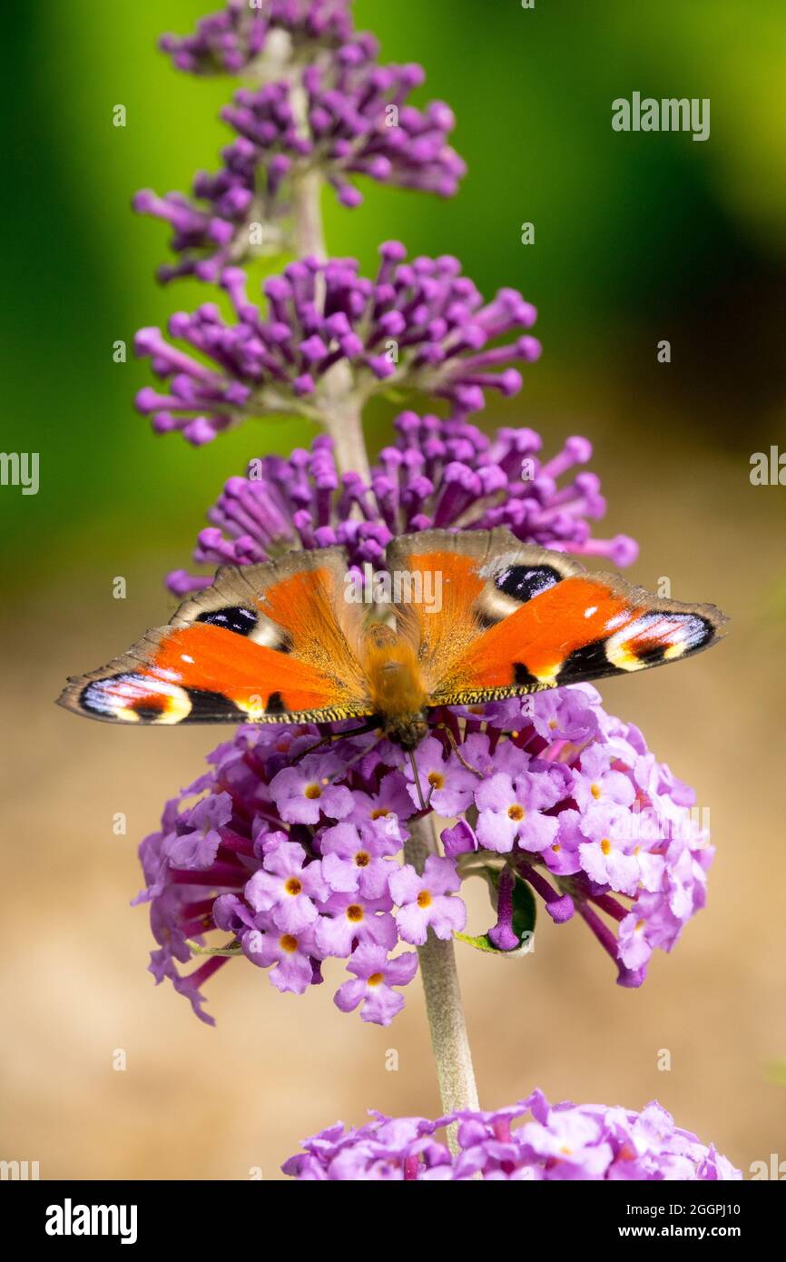 Peacock butterfly Inachis io Aglais io on flower Buddleja Flutterby Lavender Stock Photo